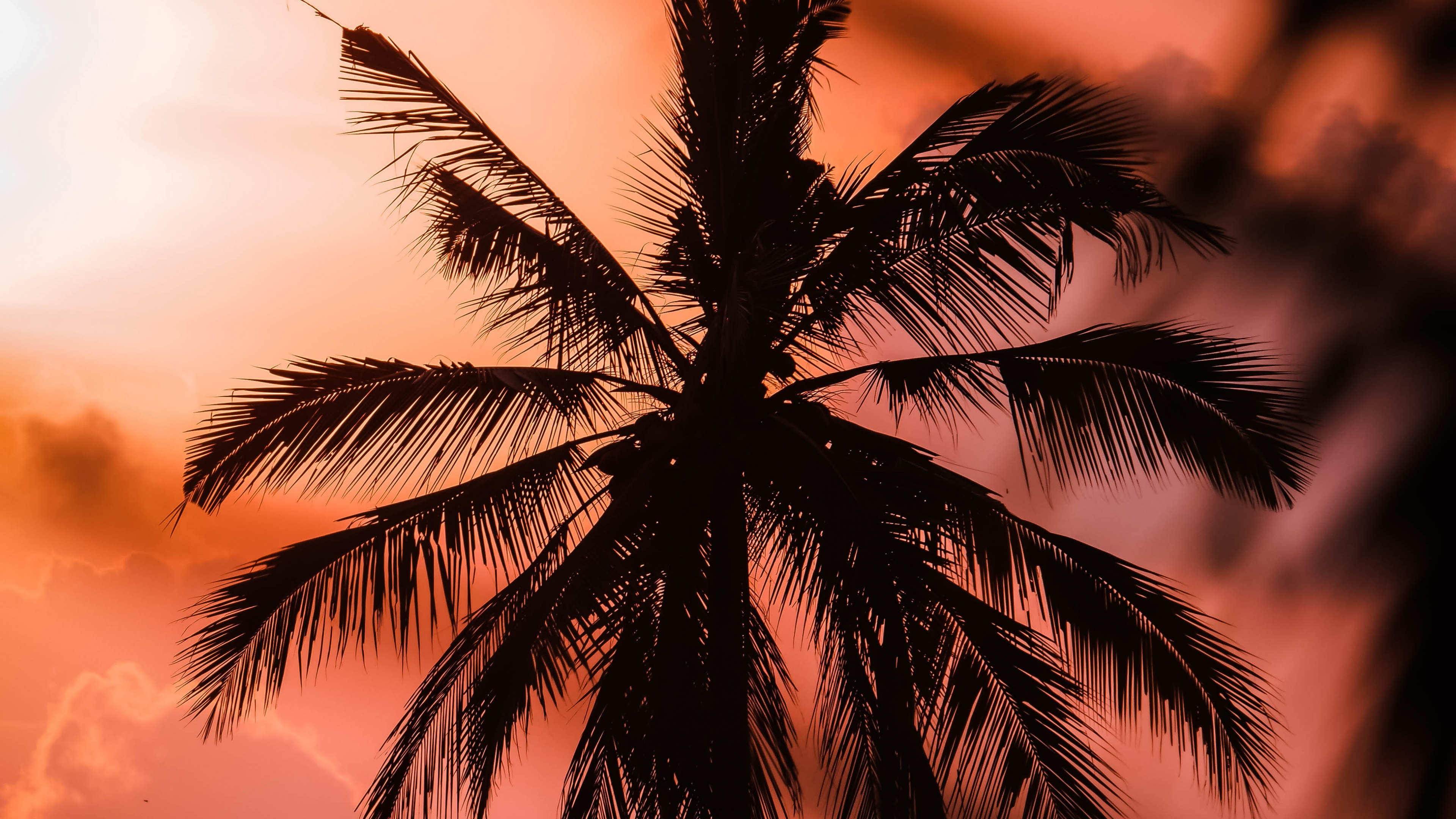 Wallspic Wallpaper Sunset, Tree, Nature, Palm Tree, Tropics, 4K Ultra HD ...