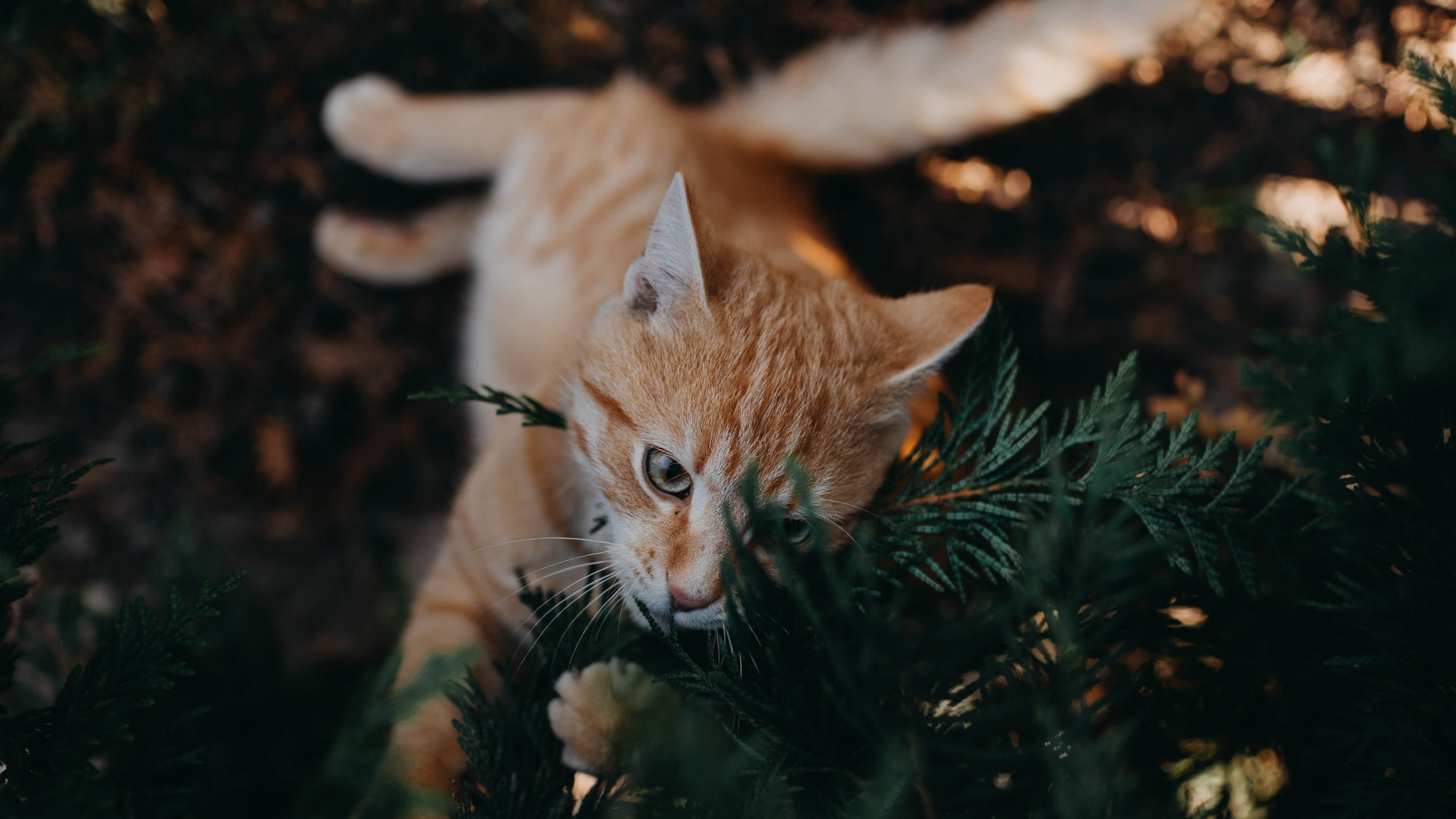 Wallpaper Orange Tabby Cat on Green Grass, 4K Ultra HD Background ...