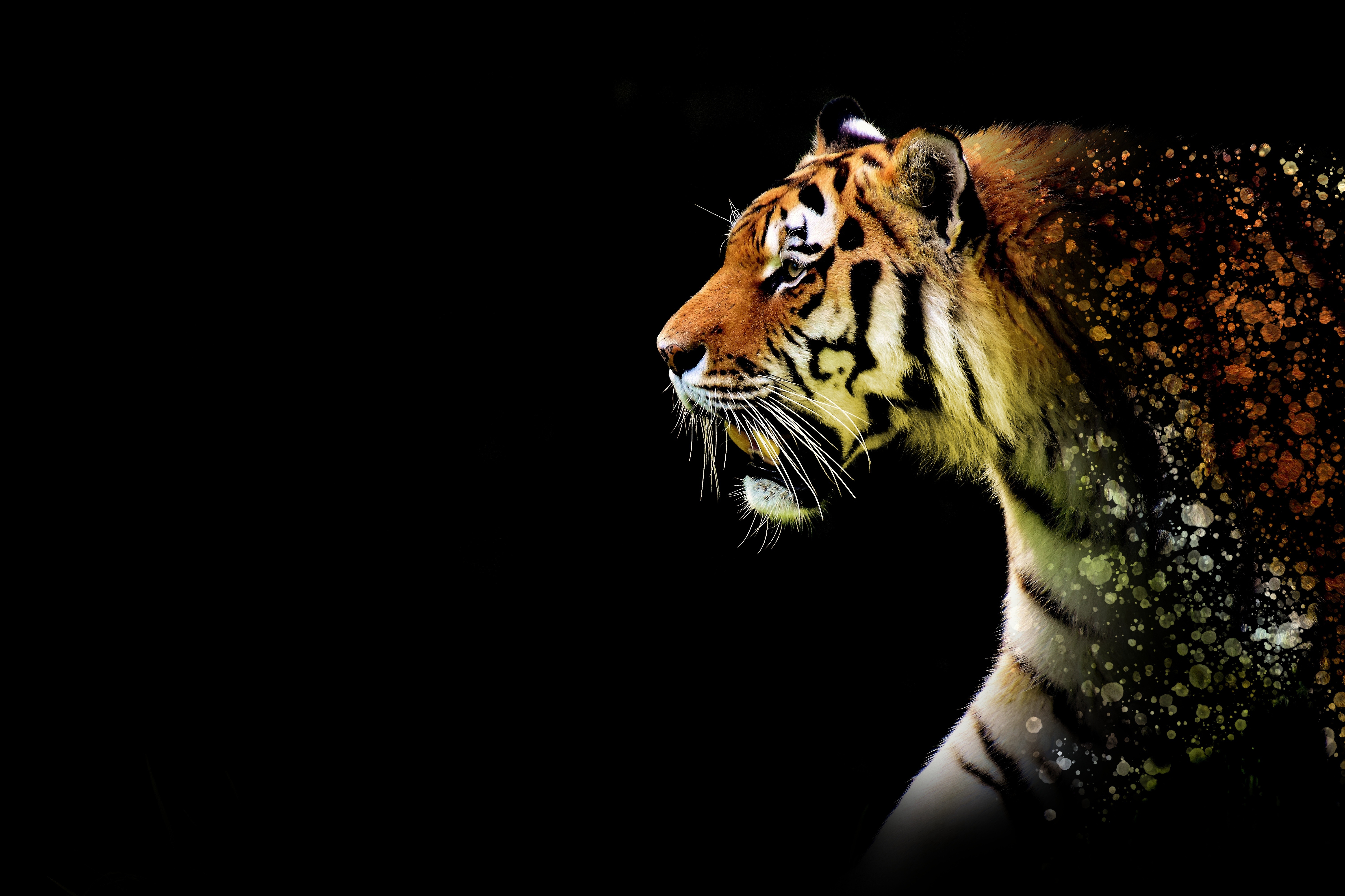 Tiger Wallpaper 4K Closeup Dark 2189