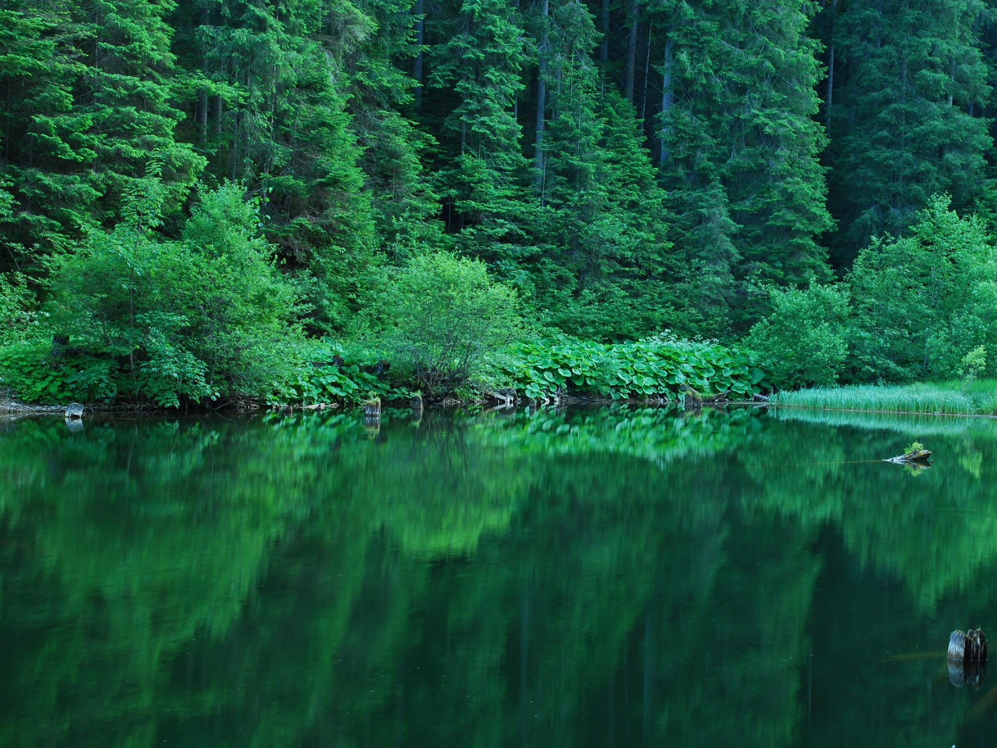 Установить на экране природу. Изумрудное озеро зеленолес. Озеро Рица. Лесное озеро Залмана Кинга. Изумрудно-зеленые водоемы, Твизель, новая Зеландия.