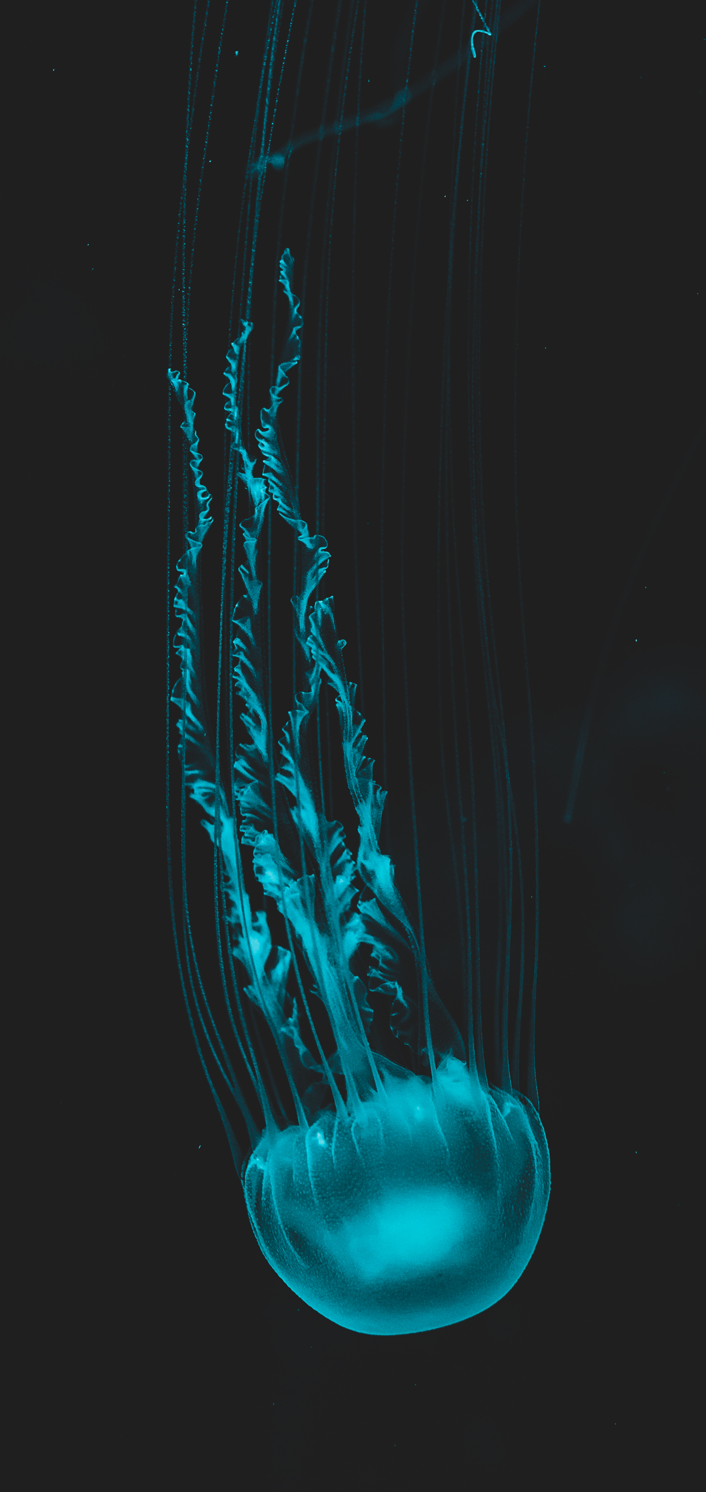 Wallpaper Jellyfish, Human Body, Liquid, Jaw, Water, Background ...