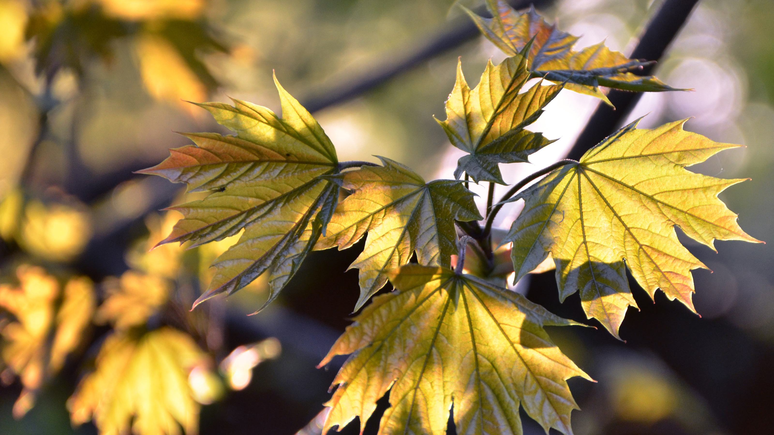 Лист осенний золотист. Заставка на рабочий стол осень. Осенние листья. Листья золотые. Ветка клена осеннего.