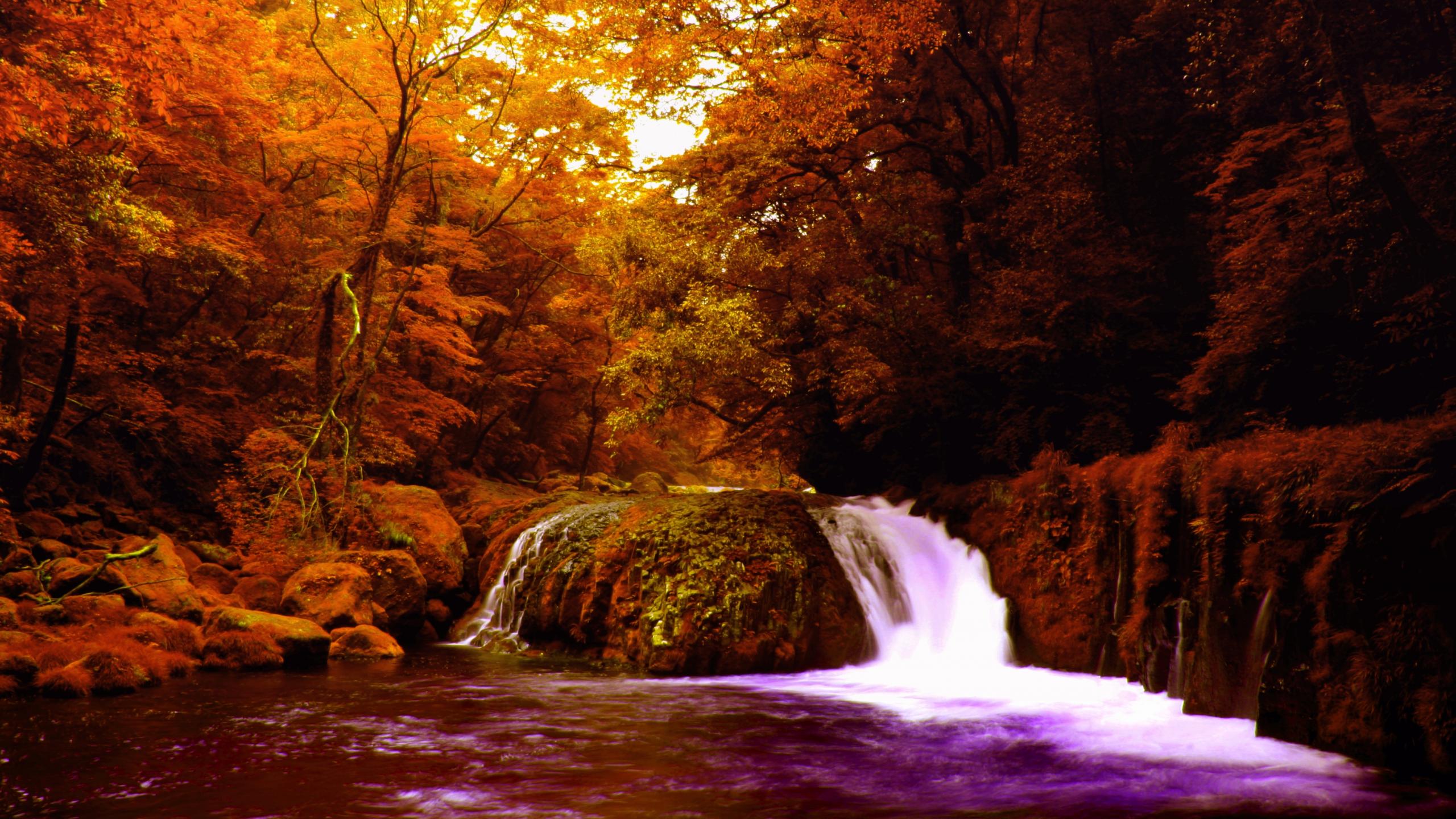 Water Falls in The Middle of Trees Wallpaper.