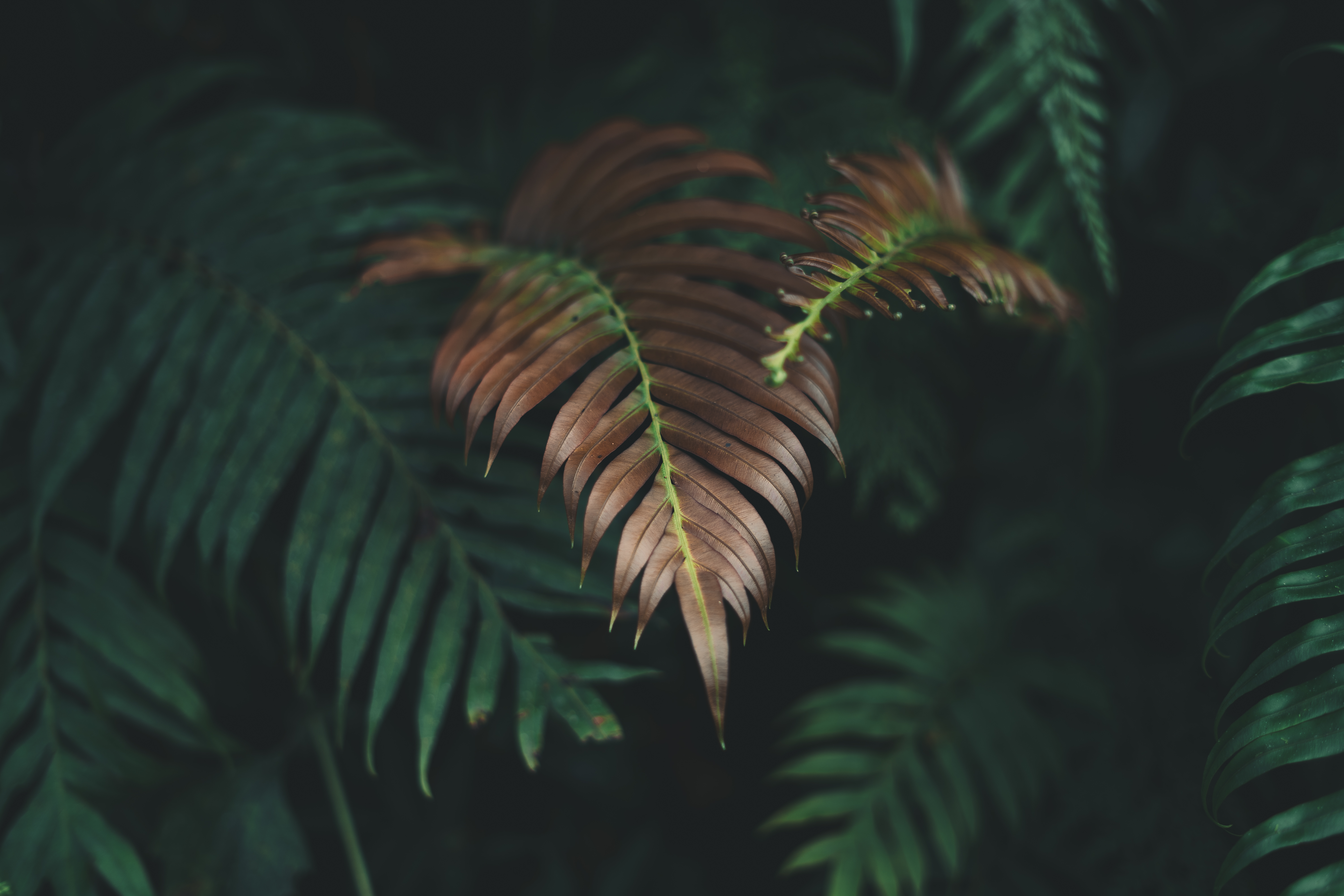 korbmarante für katzen giftig Korbmarante 'Medaillon' - Calathea medaillon main image 1
