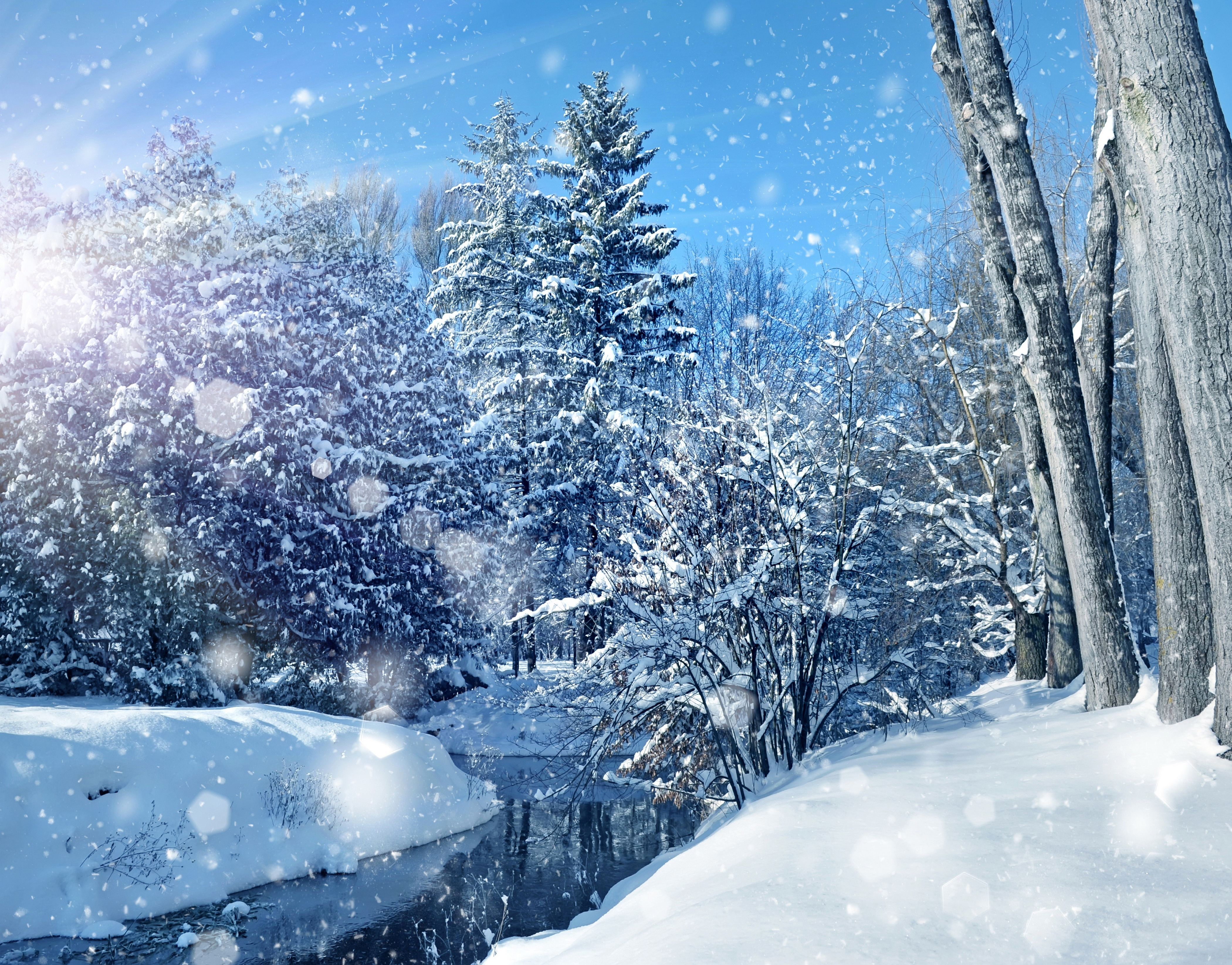 Wallpaper Snow Covered Trees Under Blue Sky During Daytime, Background ...
