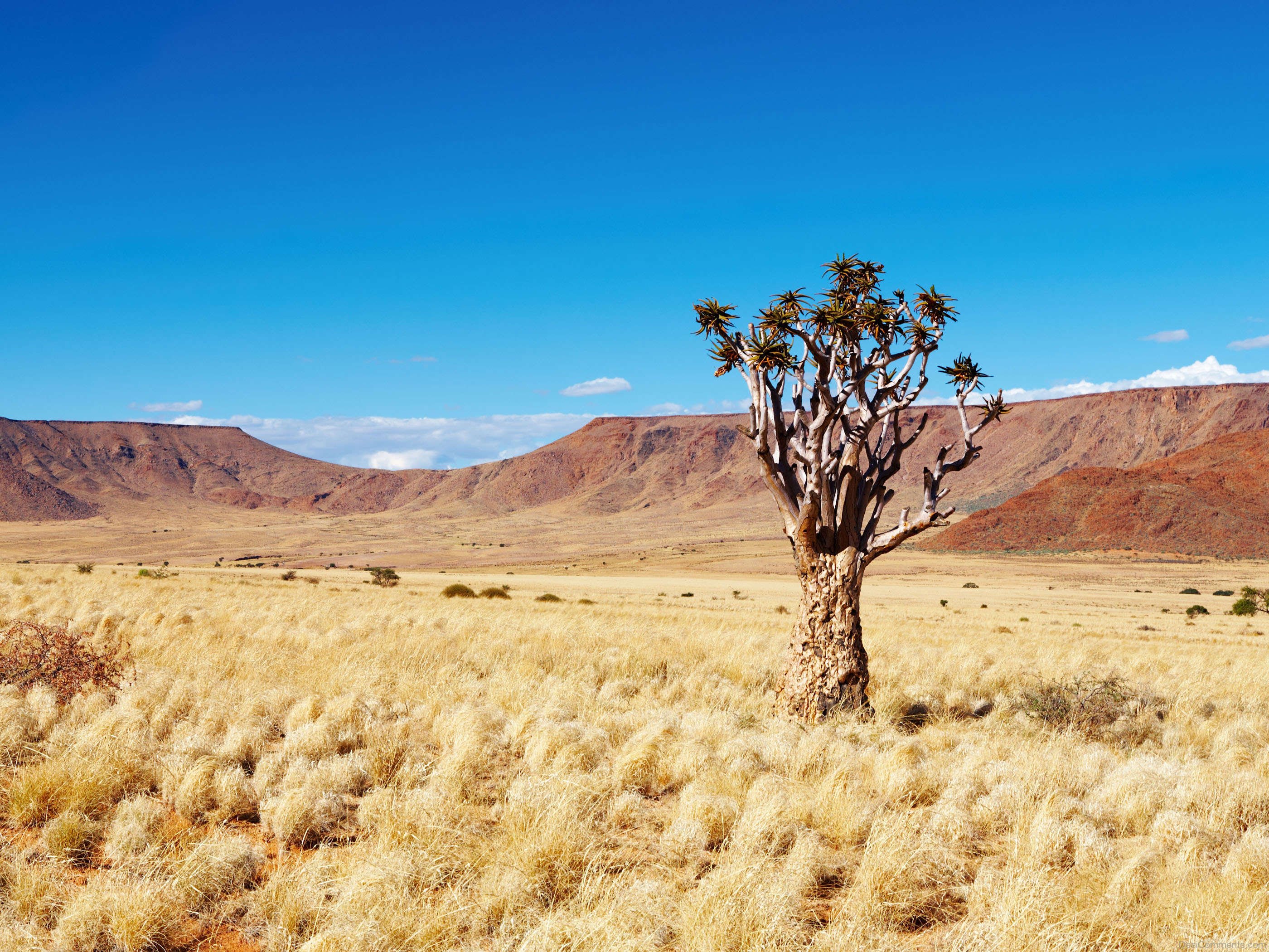 Самая сухая пустыня в африке. ЮАР Калахари. Саванна Калахари. Намибия Калахари. Пустыня Калахари ЮАР.