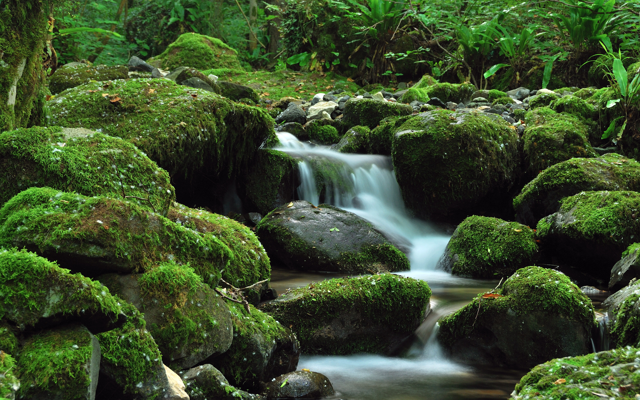 Wallpaper Green Moss on Rocks in River, Background - Download Free Image