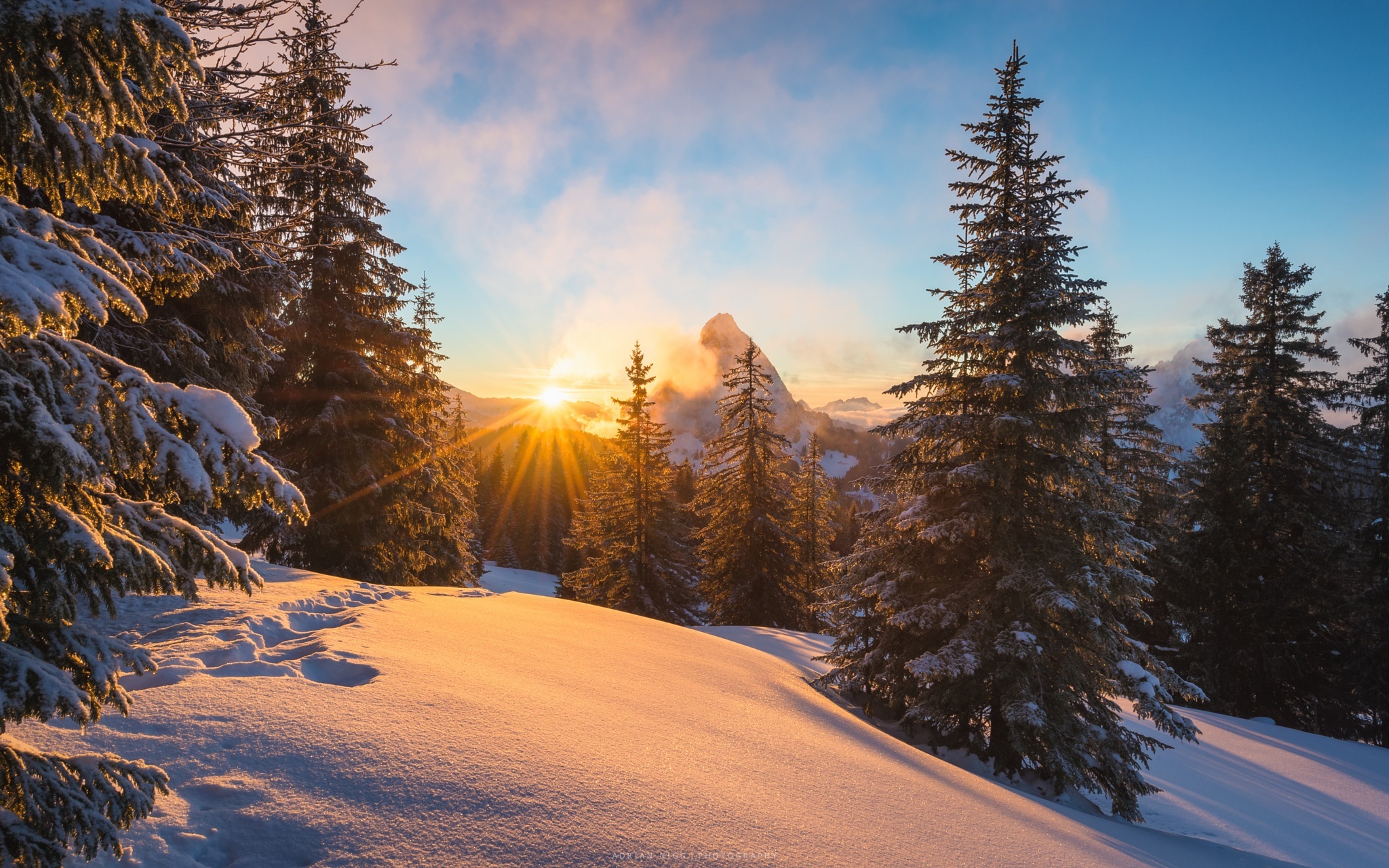Wallpaper Green Pine Trees on Snow Covered Ground During Daytime ...