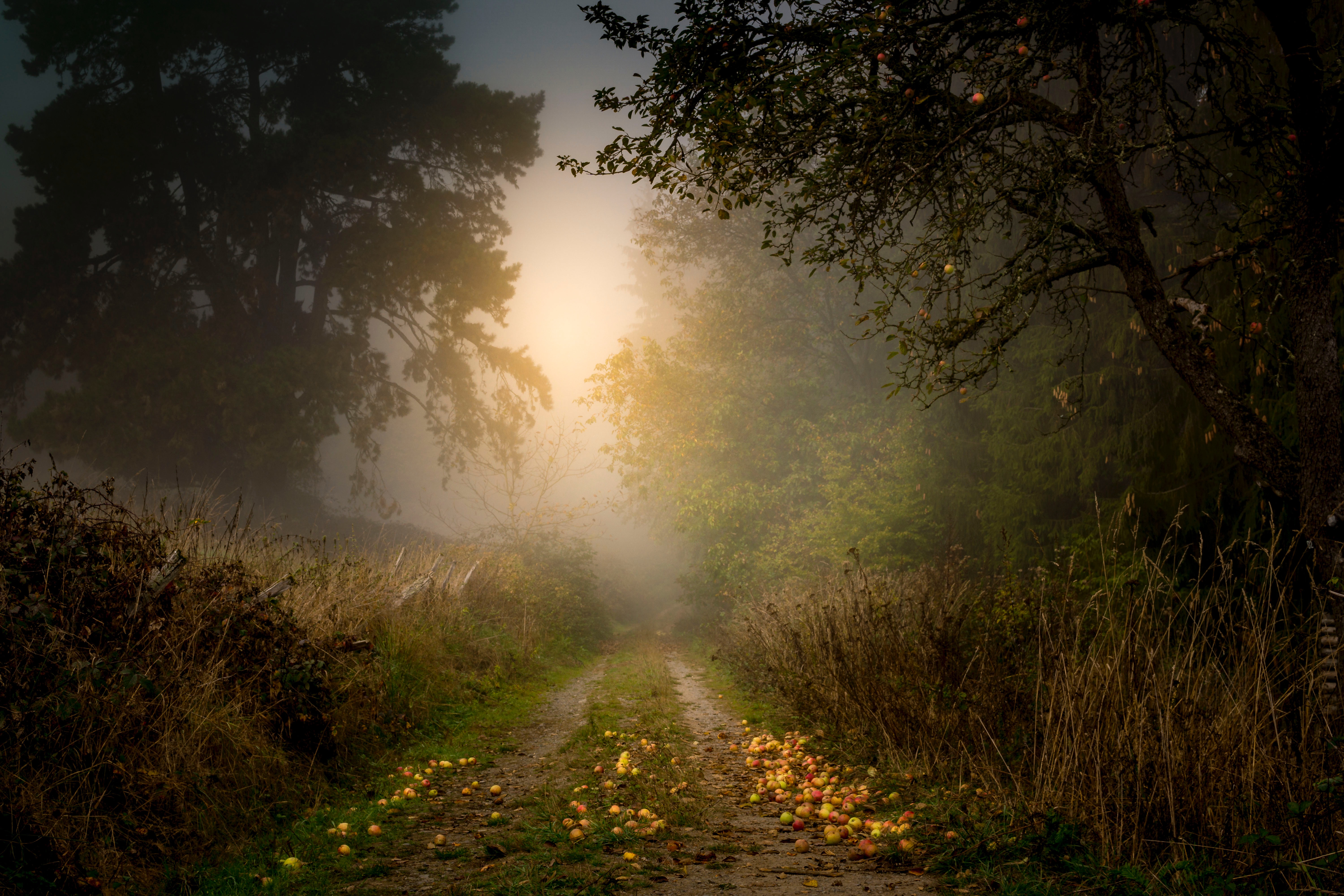 Morning full. Природа туман. Лес туман дорога. Дорога в лесу. Лесная дорога в тумане.