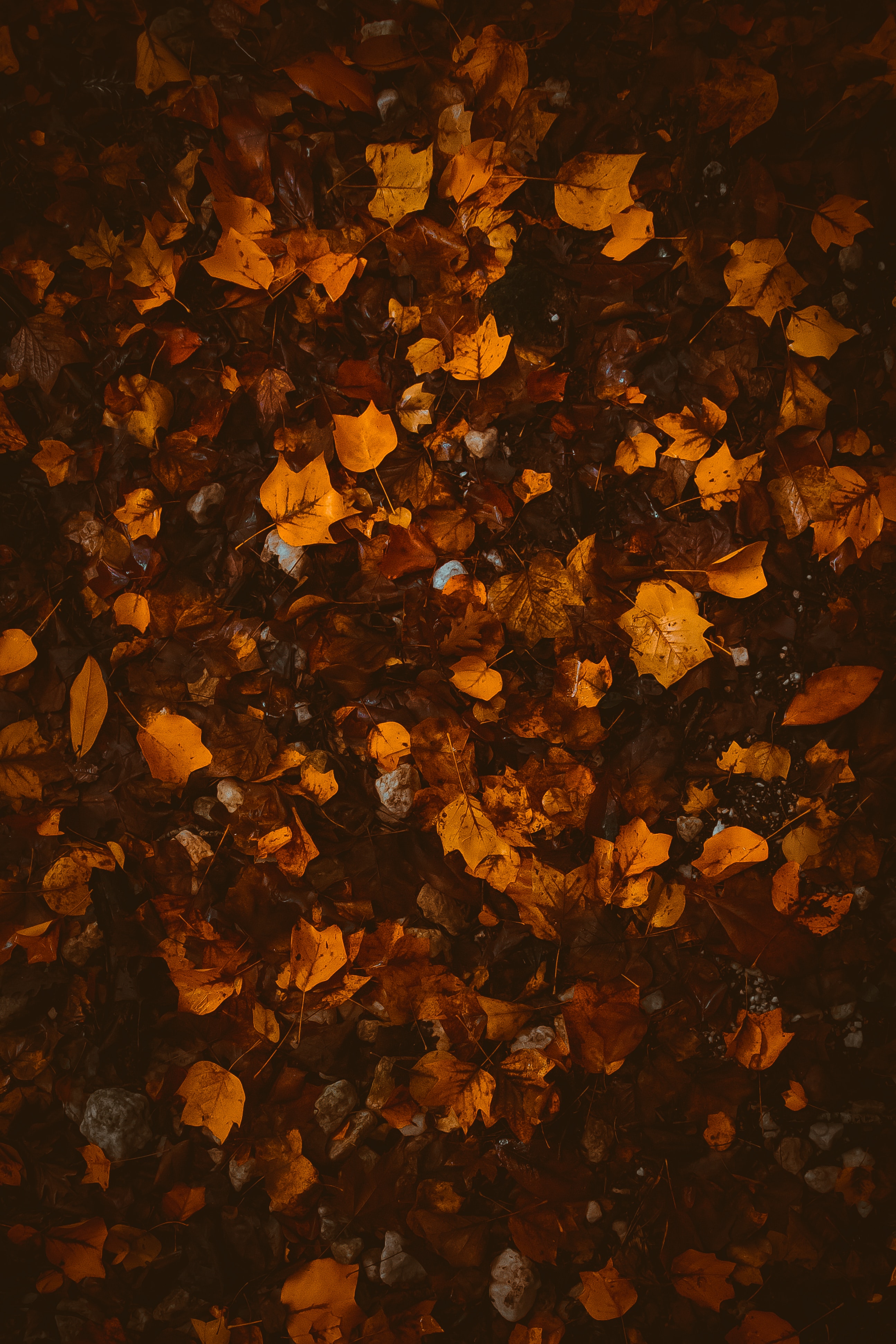 Wallpaper Autumn, Brown, Orange, Texture, Leaf, Background - Download ...