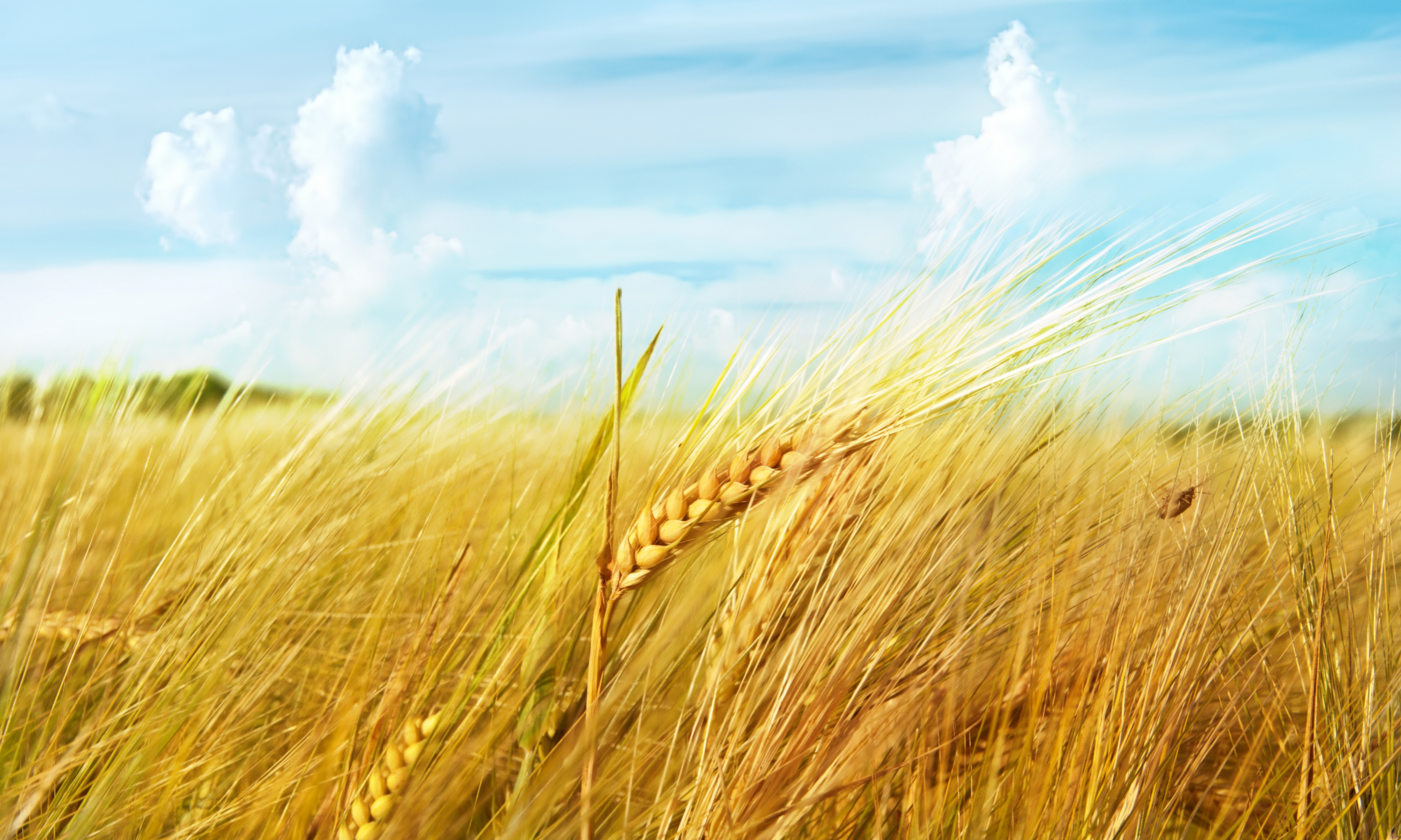 В тишине полей наливаются золотом колосья. Пшеница. Поле с колосками. Поле пшеницы. Колосья пшеницы.