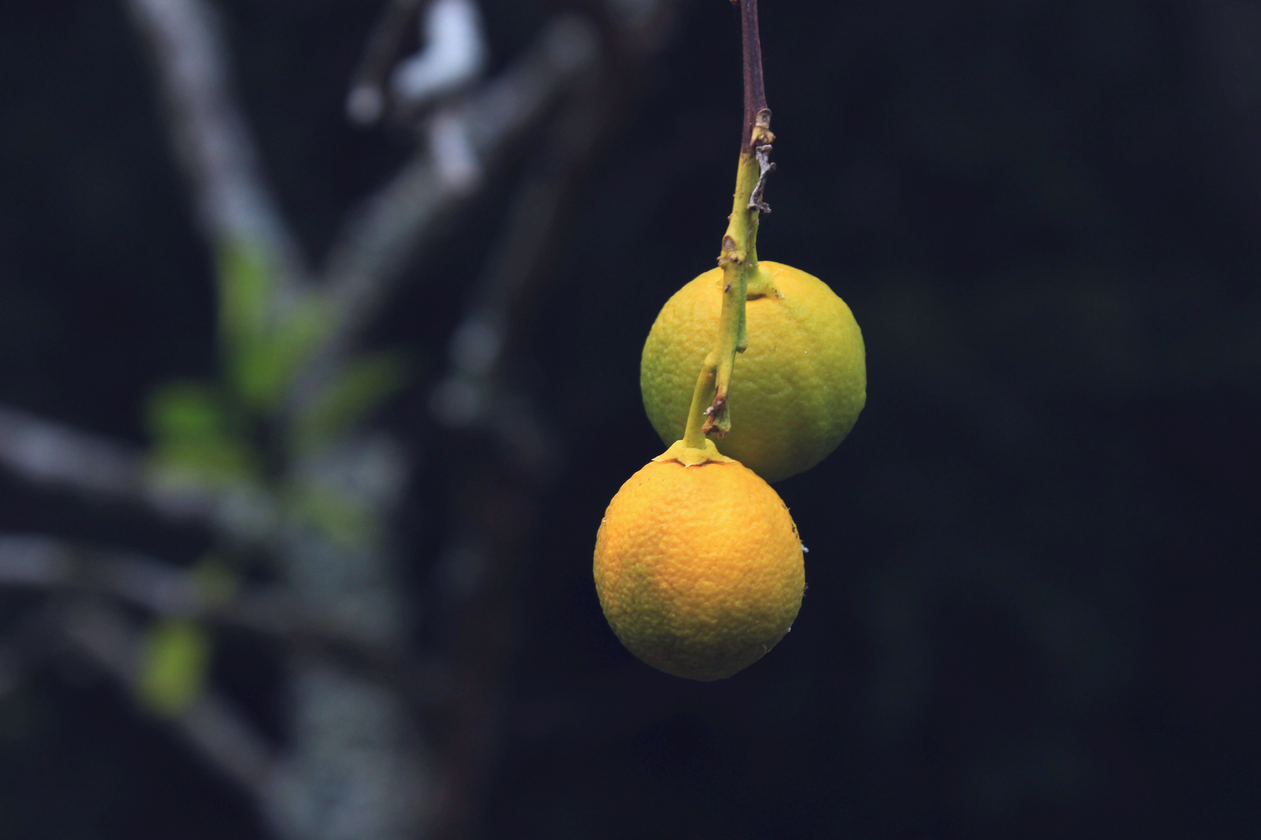 Kostenlose Hintergrundbilder Gelbe Runde Frucht in Nahaufnahme Close, Bilder Für Ihren Desktop