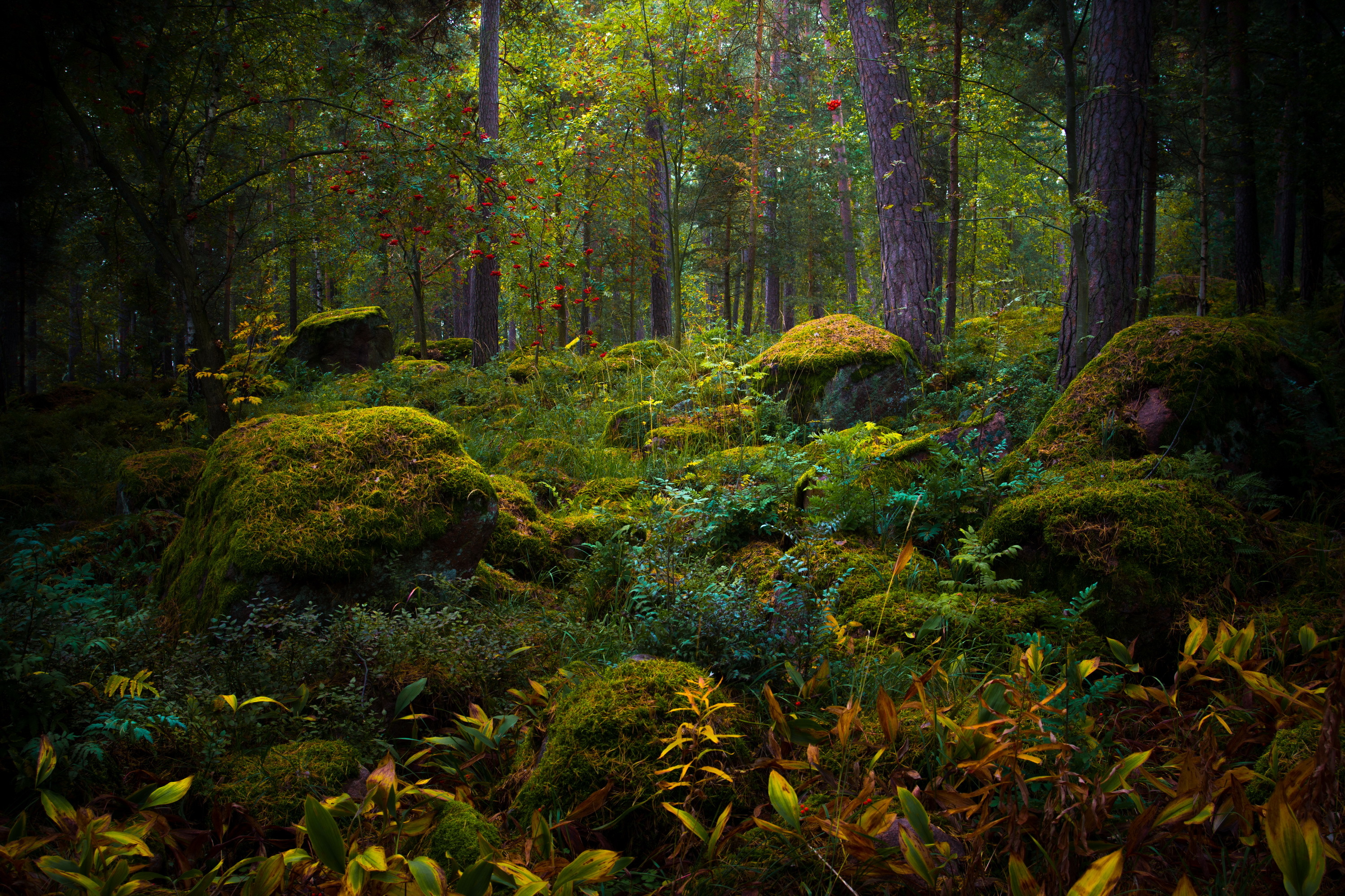 В чаще сказочного. «Лесная чаща в вероффе» Гоген. Дремучий, замшелый лес…. Красивый лес. Чаща леса.