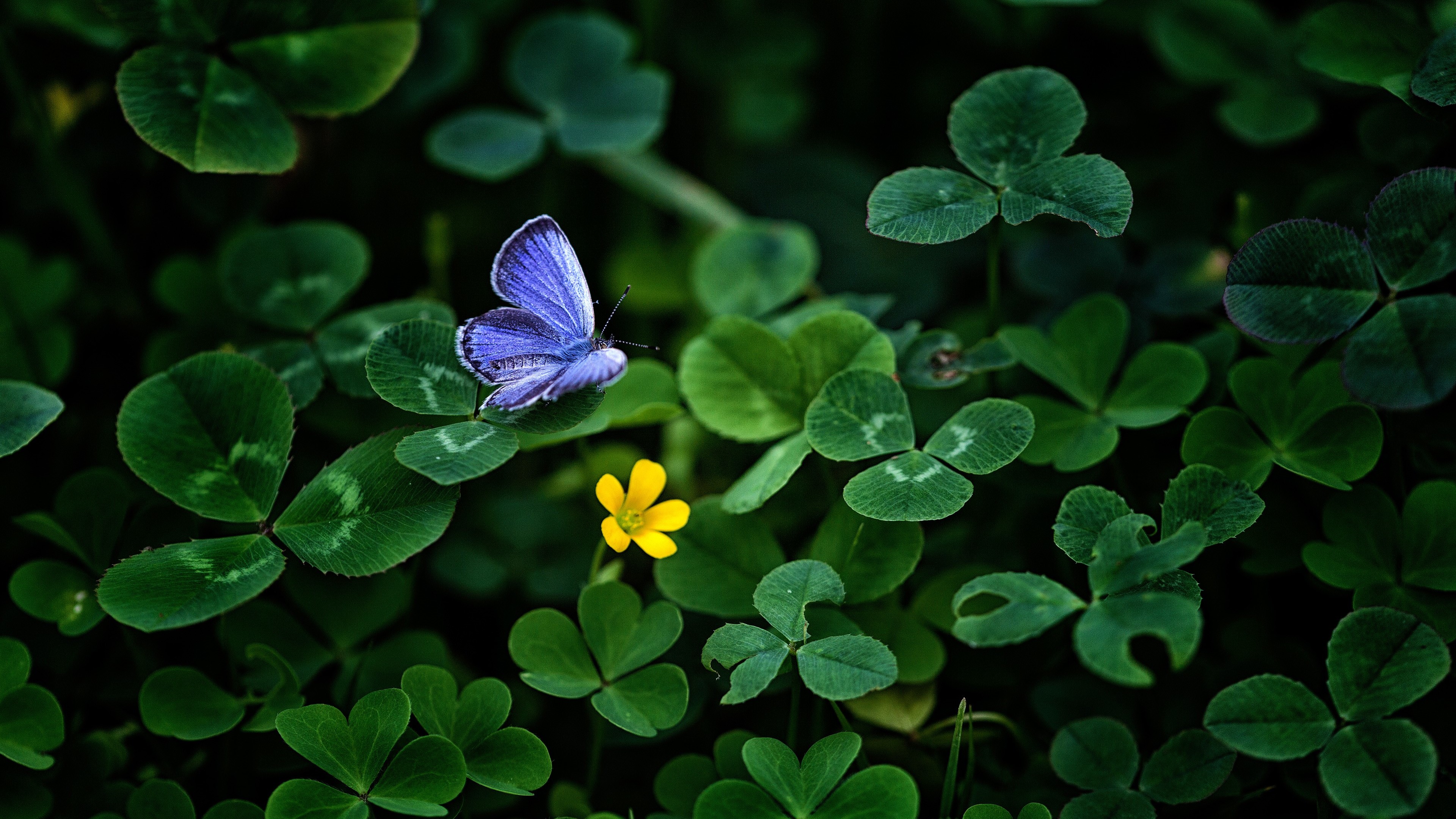 Wallpaper Butterflies, Insect, Plant, Flower, Pollinator, Background ...