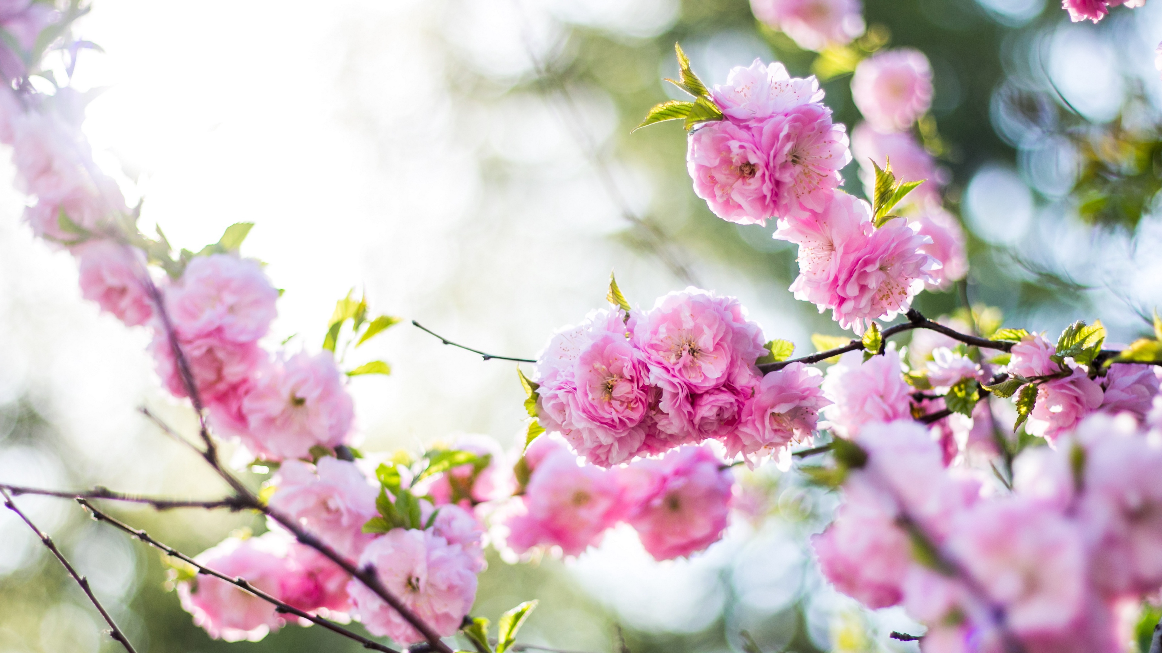 Botany Desktop Background Wallpaper Flower, Flowering Plant, Plant, Botany, Petal, Background ...