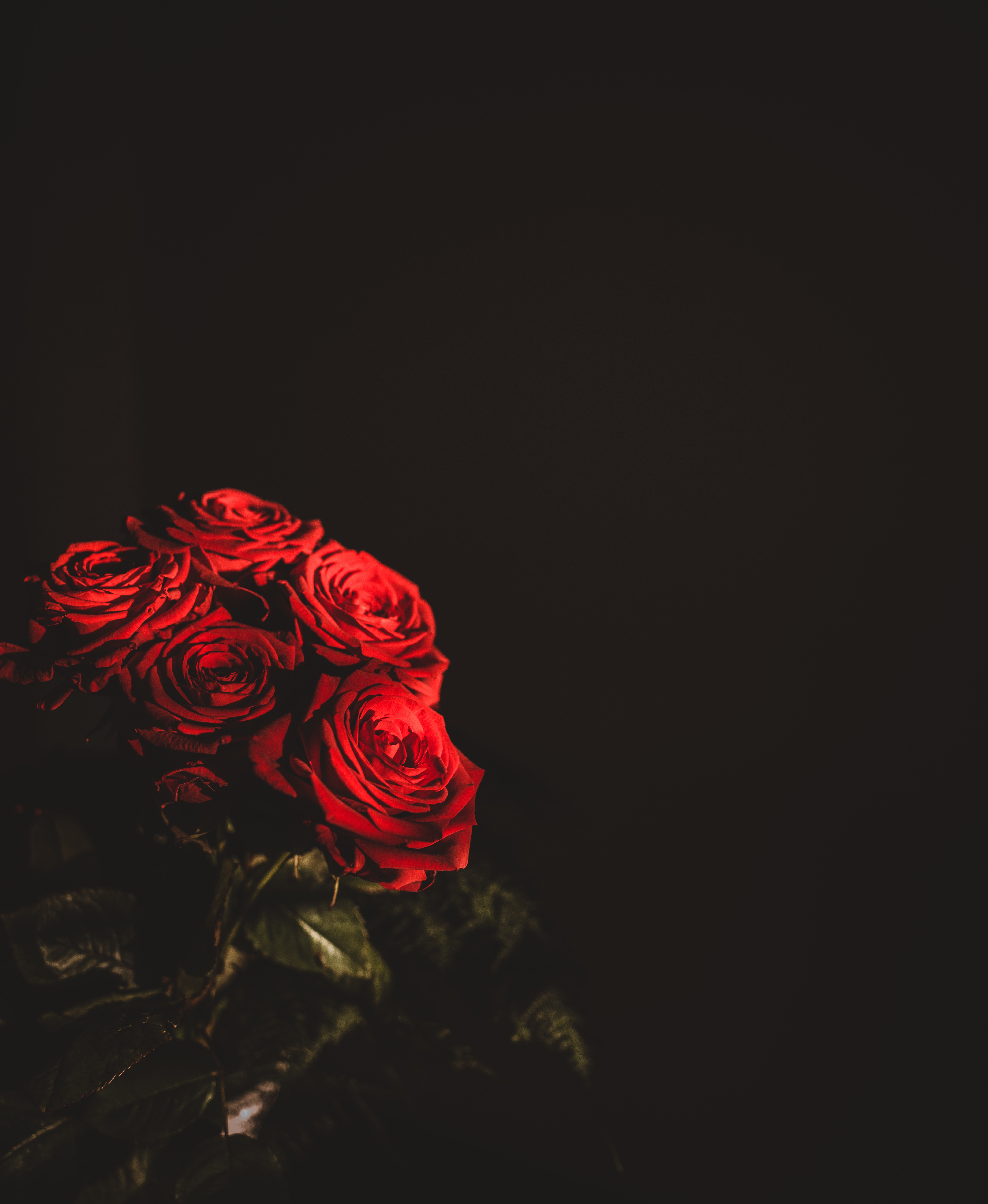 Wallpaper Red Rose in Black Background, Background - Download Free Image