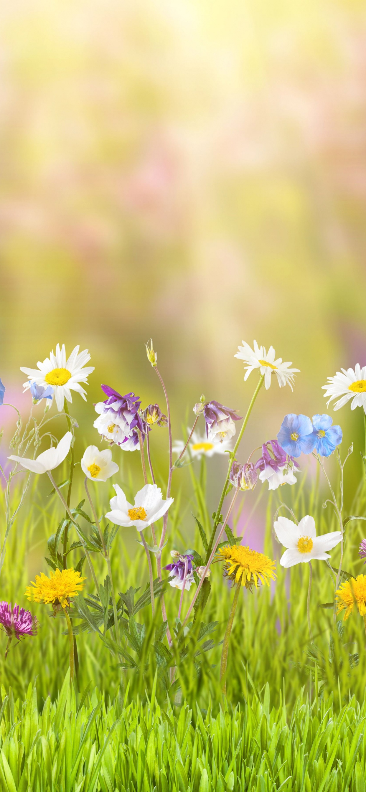 Lila Blumen Auf Der Grünen Wiese Tagsüber. Wallpaper in 1242x2688 Resolution