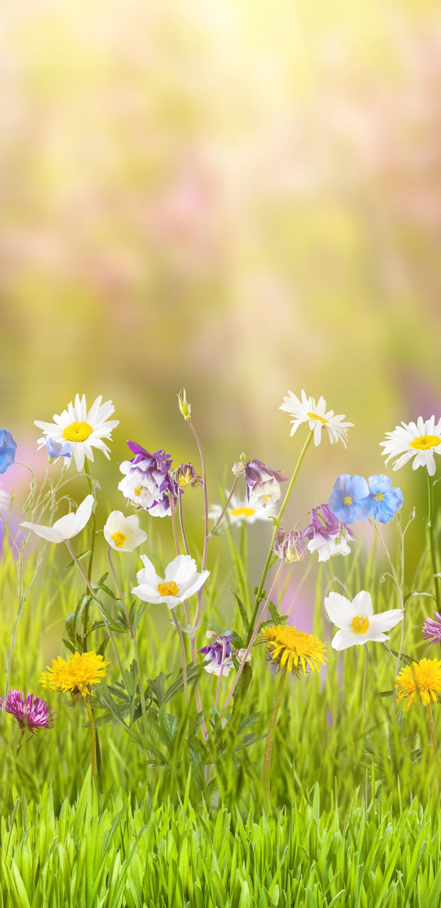 Lila Blumen Auf Der Grünen Wiese Tagsüber. Wallpaper in 1440x2960 Resolution