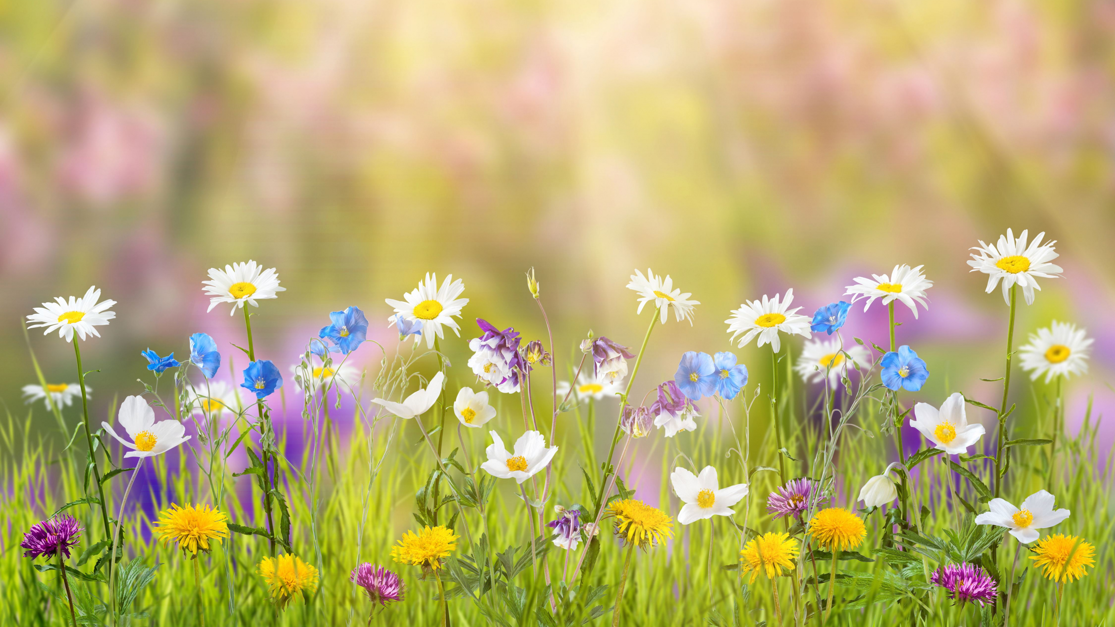 Lila Blumen Auf Der Grünen Wiese Tagsüber. Wallpaper in 3840x2160 Resolution