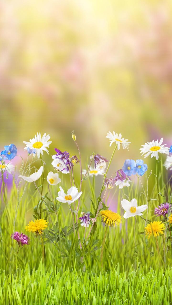Purple Flowers on Green Grass Field During Daytime. Wallpaper in 720x1280 Resolution