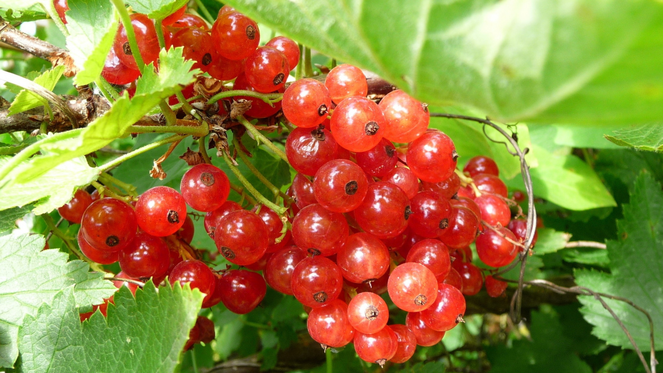 Red Round Fruits on Green Leaves. Wallpaper in 1366x768 Resolution