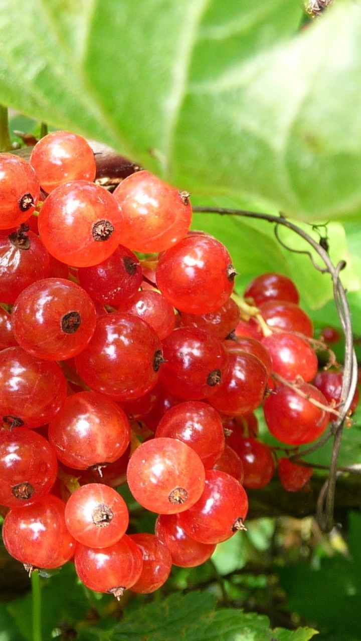 Frutos Rojos Redondos Sobre Hojas Verdes. Wallpaper in 720x1280 Resolution