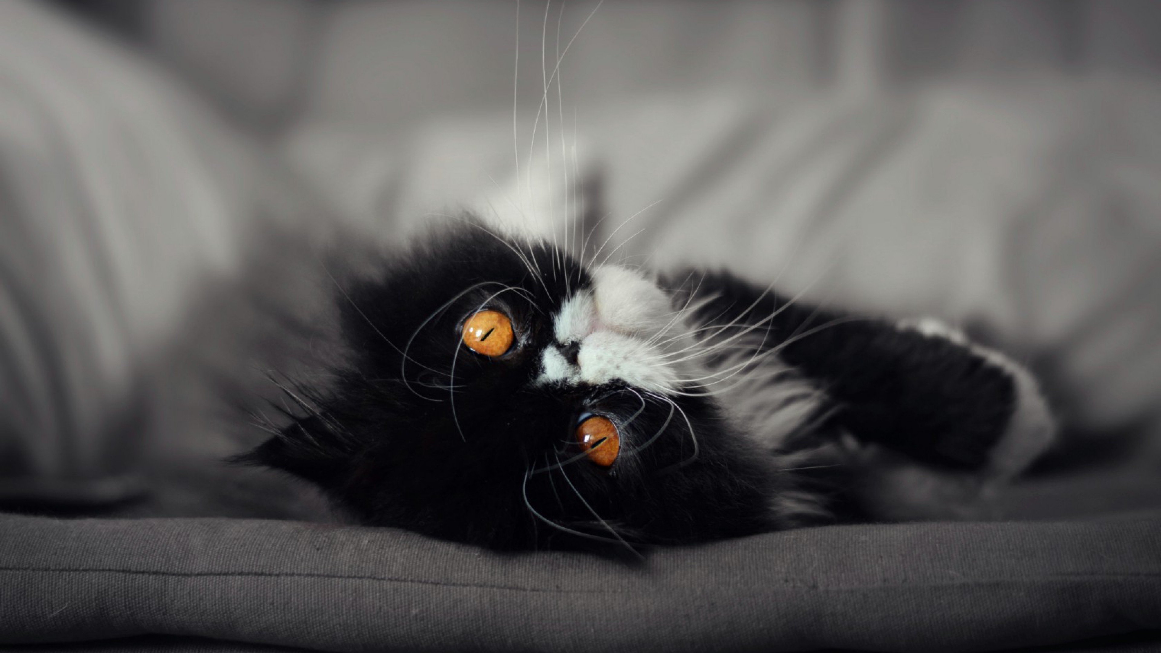 Black and White Cat on Gray Textile. Wallpaper in 3840x2160 Resolution