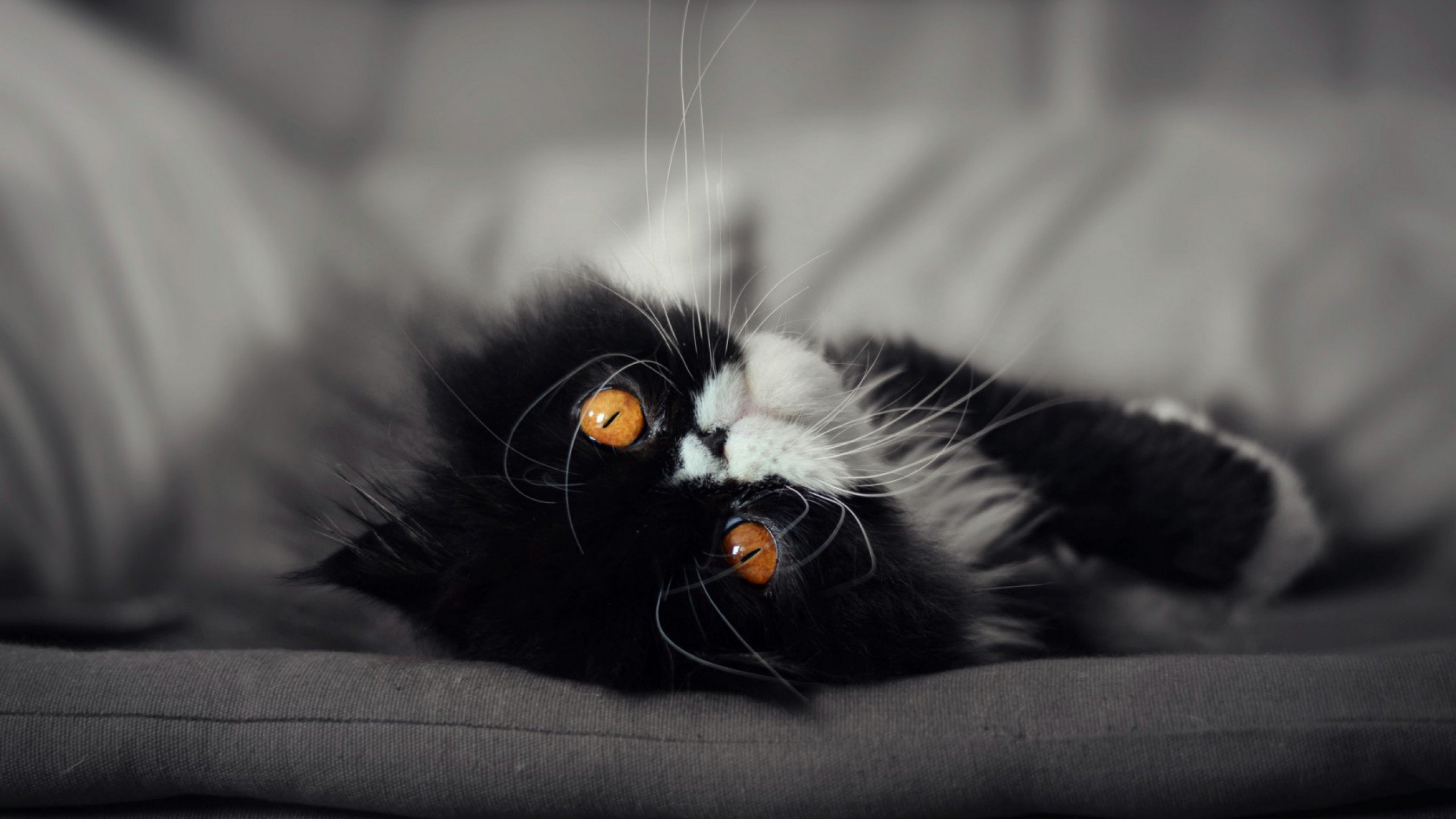 Gato Blanco y Negro Sobre Textil Gris. Wallpaper in 2560x1440 Resolution