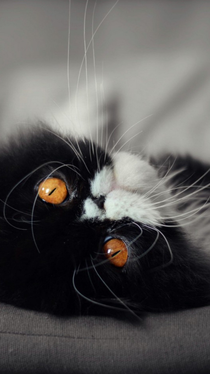 Gato Blanco y Negro Sobre Textil Gris. Wallpaper in 720x1280 Resolution