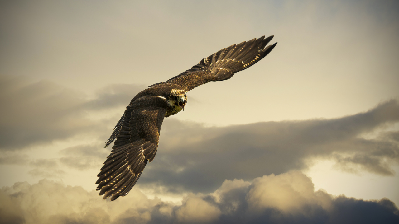 Brown and White Bird Flying Under White Clouds During Daytime. Wallpaper in 1280x720 Resolution