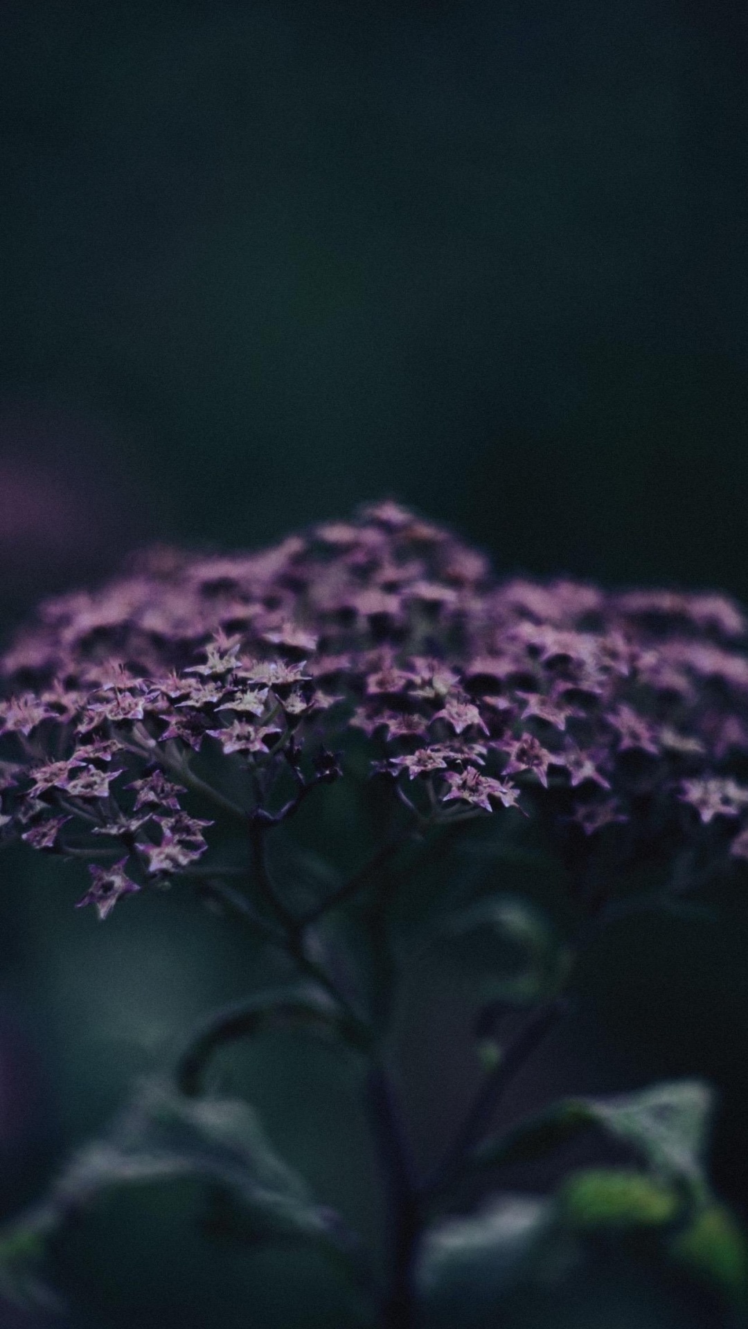 Art, Flower, Plant, Petal, Purple. Wallpaper in 1080x1920 Resolution