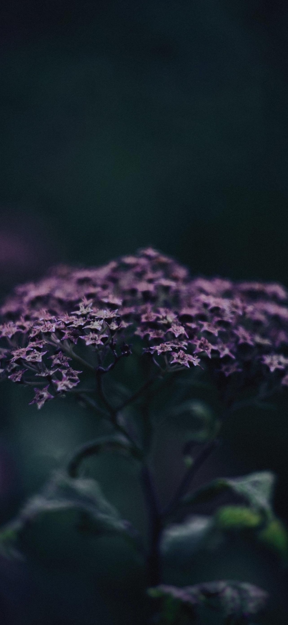 Arte, Pétalo, Morado, Violeta, la Floración de la Planta. Wallpaper in 1125x2436 Resolution