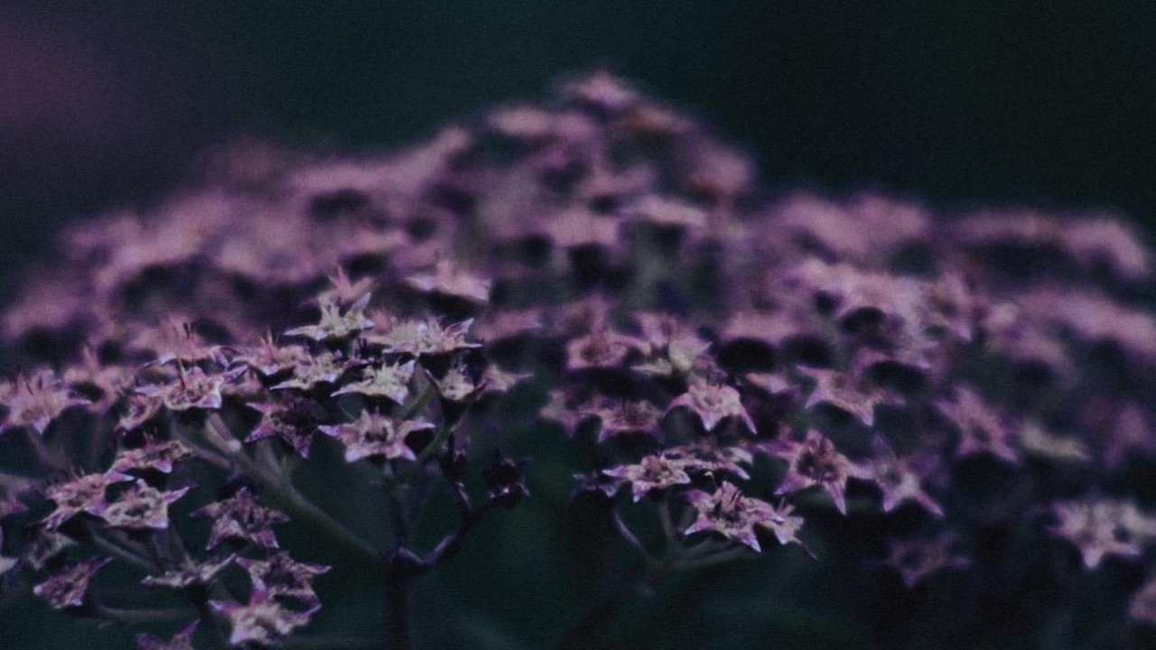 Arte, Pétalo, Morado, Violeta, la Floración de la Planta. Wallpaper in 1280x720 Resolution