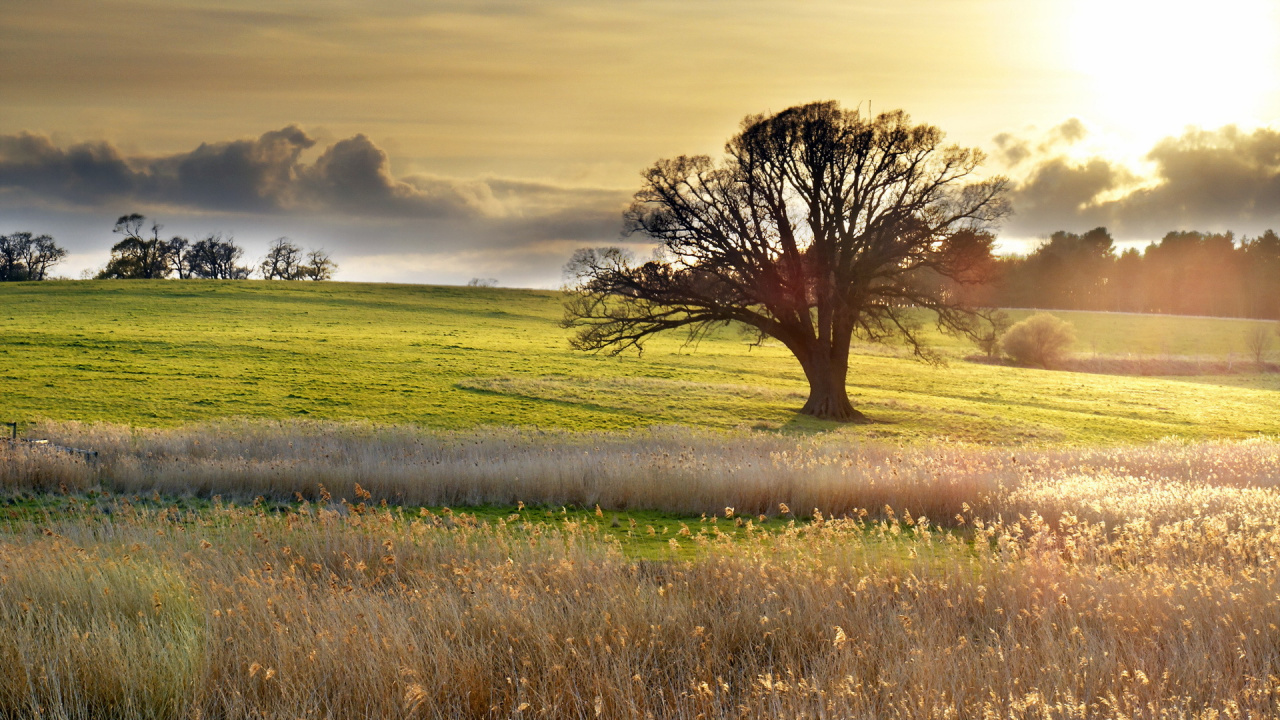 Arbre Sans Feuilles Sur Terrain D'herbe Verte Pendant la Journée. Wallpaper in 1280x720 Resolution