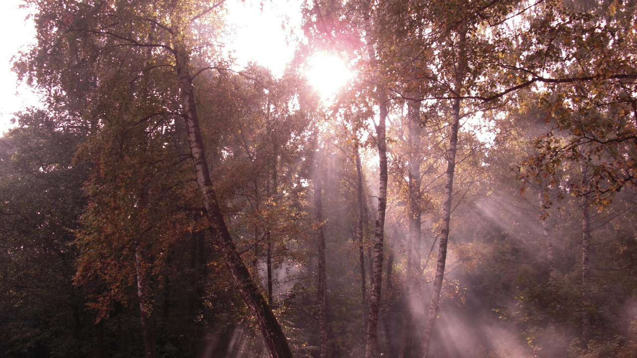 Arbres Verts Sur Terrain D'herbe Verte Pendant la Journée. Wallpaper in 1280x720 Resolution