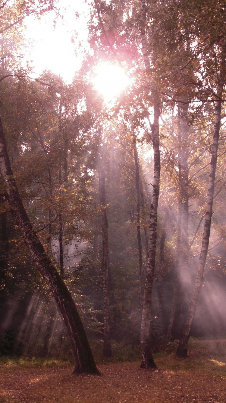 Green Trees on Green Grass Field During Daytime. Wallpaper in 750x1334 Resolution