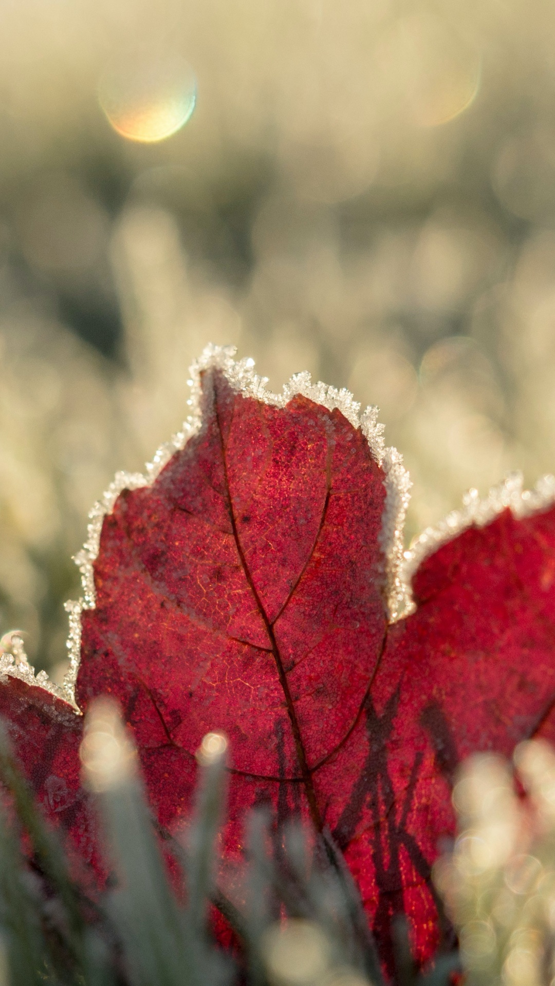 冬天, 光, 性质, 自然景观, 木 壁纸 1080x1920 允许