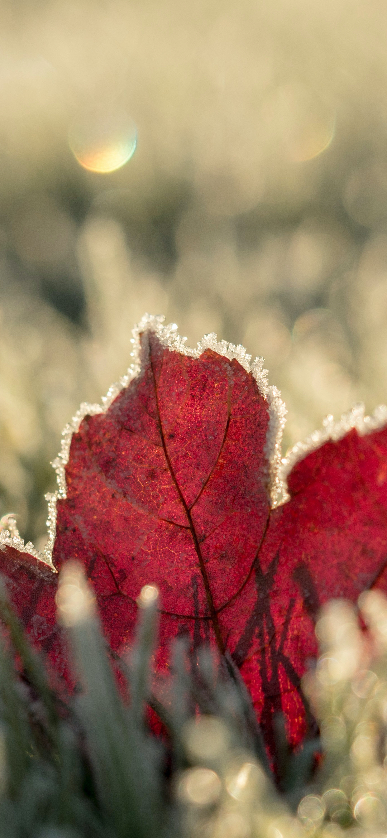 Winter, Autumn, Plant, Light, Nature. Wallpaper in 1242x2688 Resolution