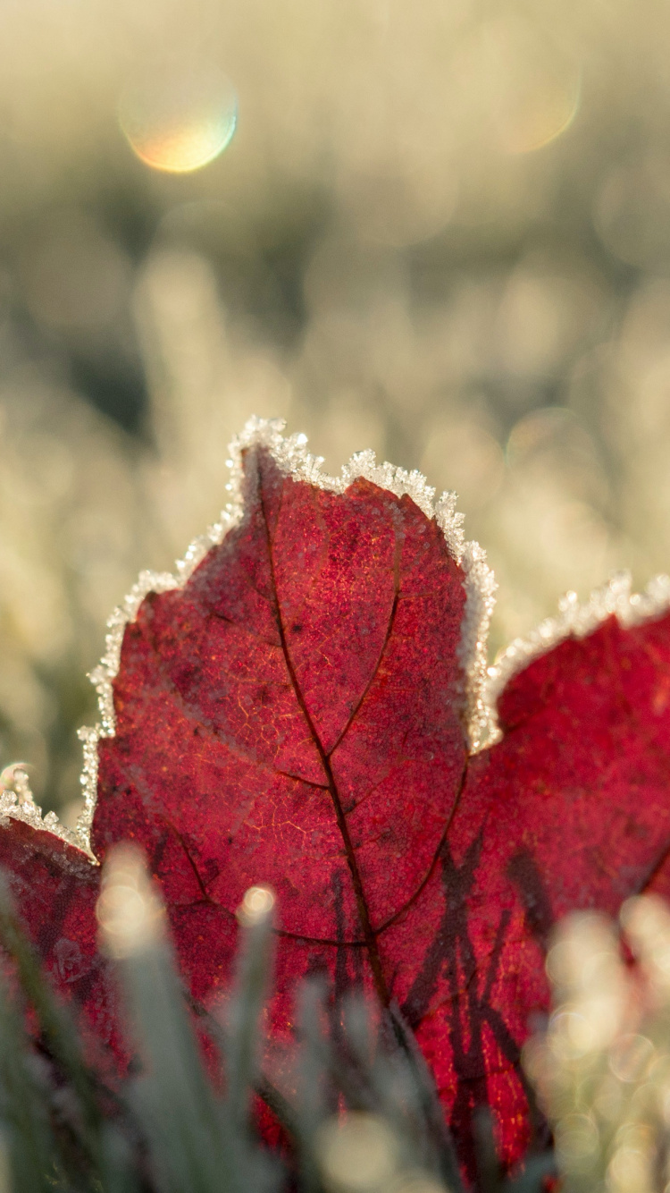 Winter, Herbst, Licht, Natur, Blütenblatt. Wallpaper in 750x1334 Resolution