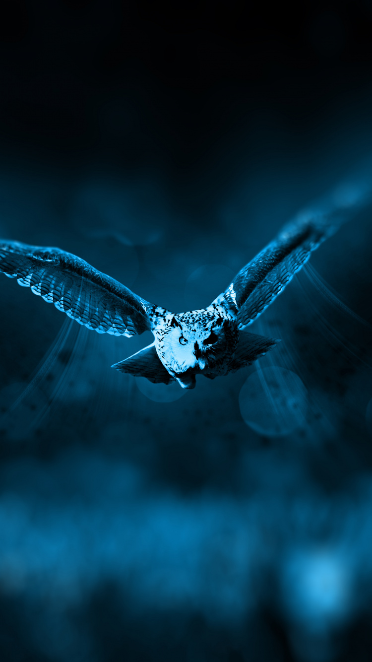 White and Black Butterfly Flying in The Sky. Wallpaper in 750x1334 Resolution