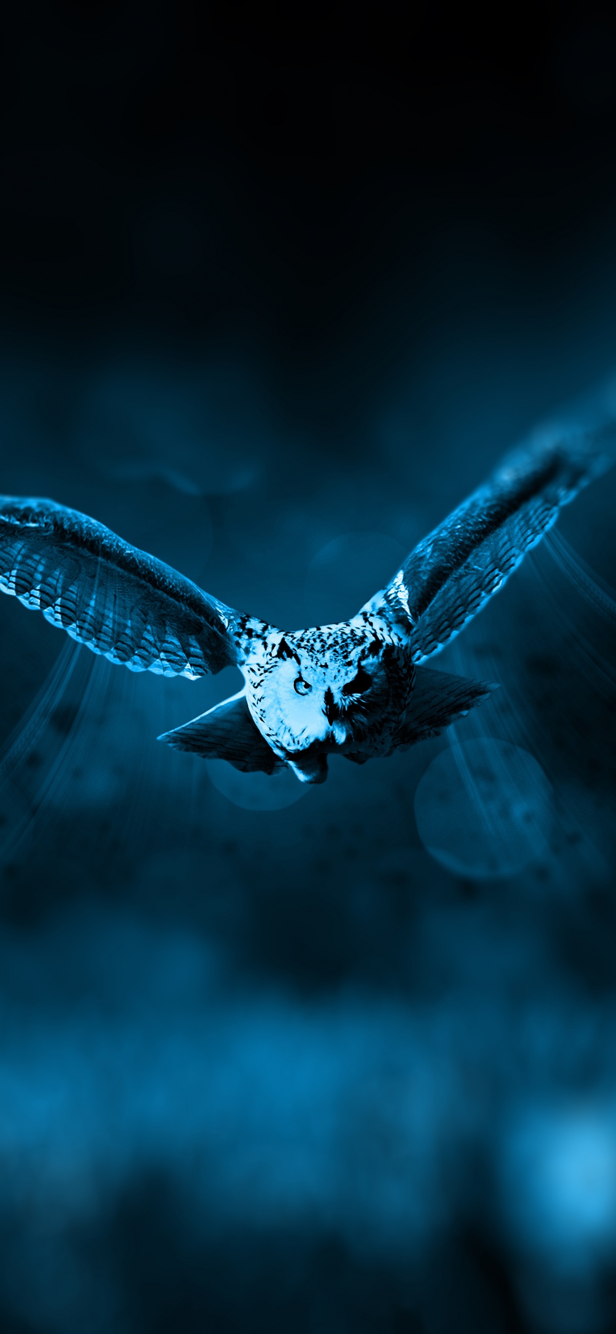 Papillon Blanc et Noir Volant Dans le Ciel. Wallpaper in 1242x2688 Resolution