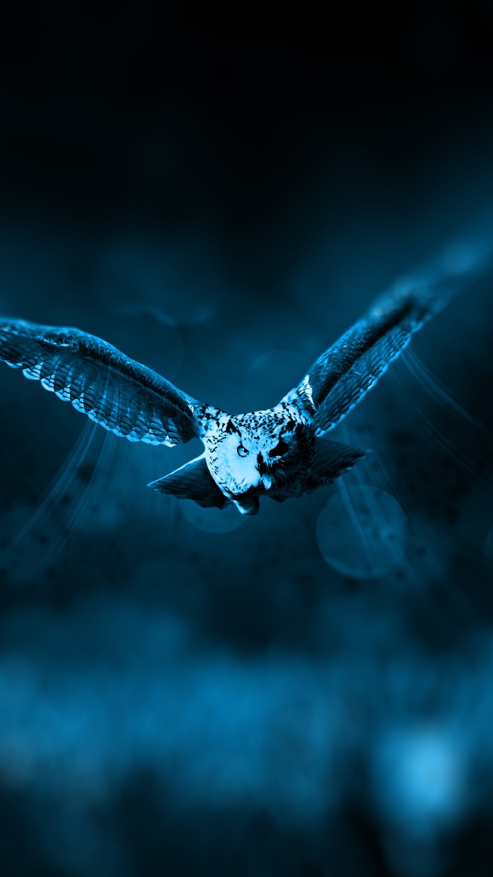 Weißer Und Schwarzer Schmetterling, Der in Den Himmel Fliegt. Wallpaper in 720x1280 Resolution