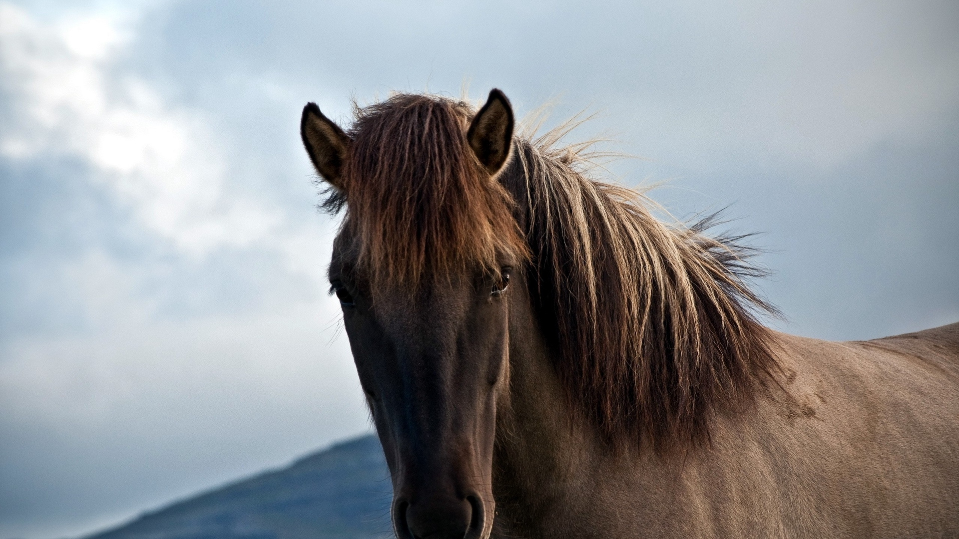 Brown Horse on Snow Covered Ground During Daytime. Wallpaper in 1920x1080 Resolution