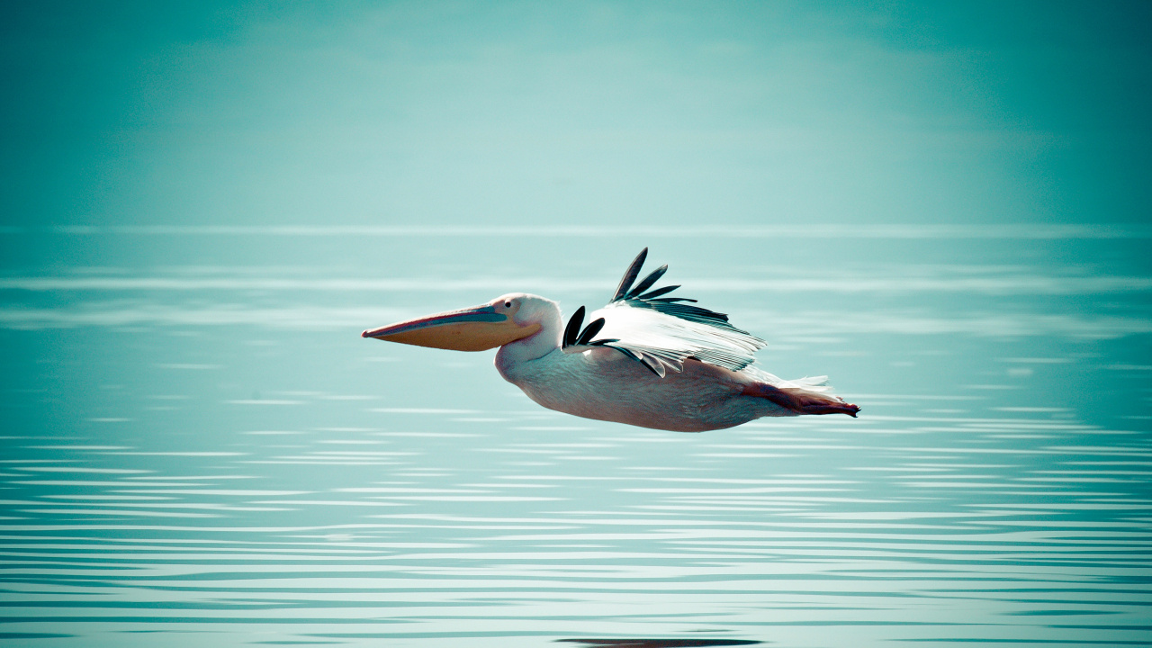 White Pelican Flying Over The Sea During Daytime. Wallpaper in 1280x720 Resolution