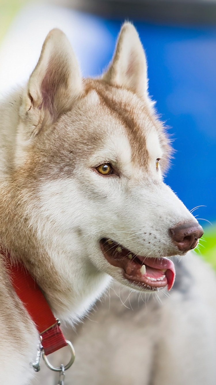 Husky Sibérien Brun et Blanc. Wallpaper in 750x1334 Resolution