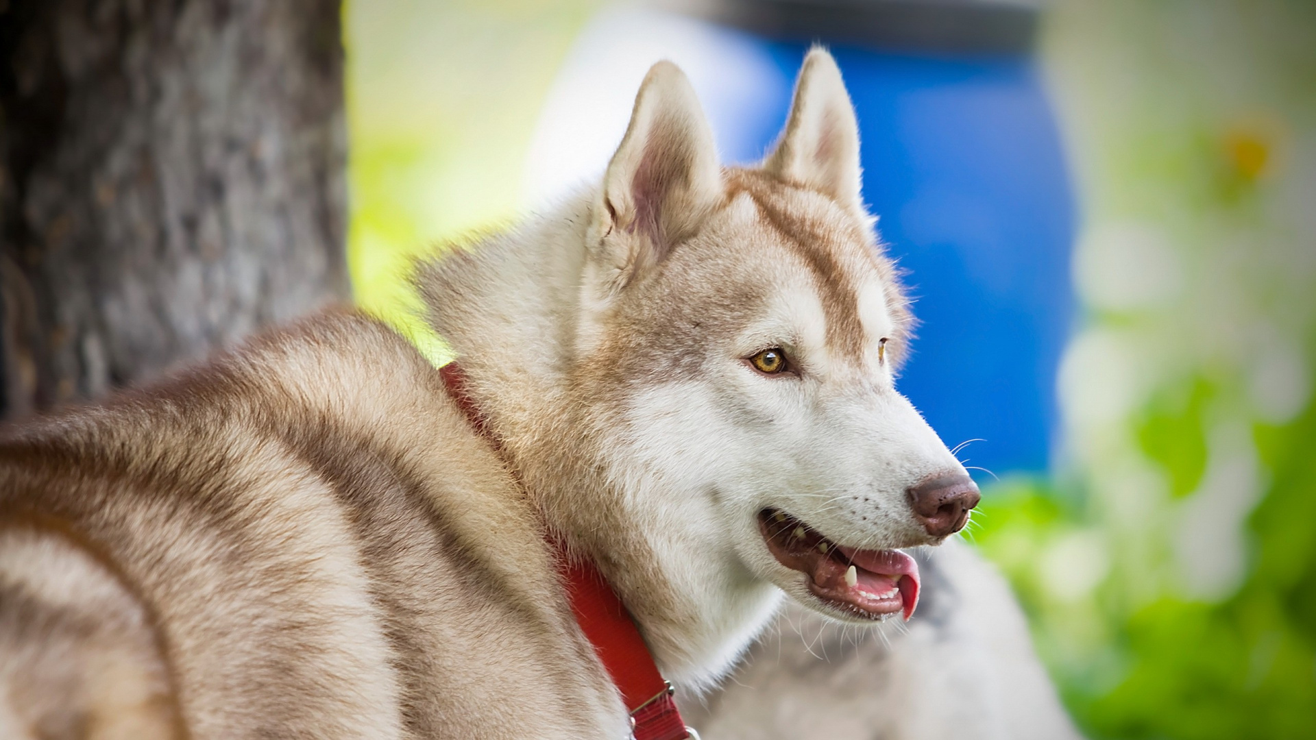 Brown and White Siberian Husky. Wallpaper in 1920x1080 Resolution