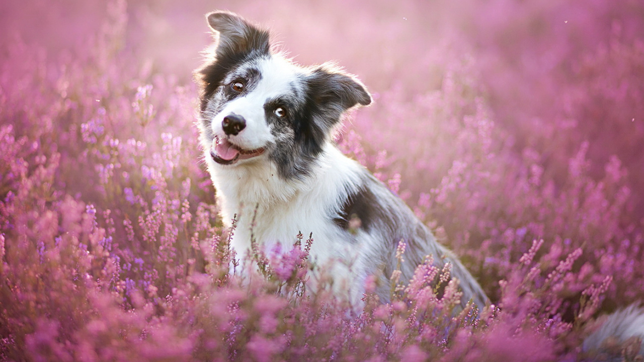Schwarz-weißer Border Collie Auf Rosa Blumenfeld Tagsüber. Wallpaper in 1280x720 Resolution