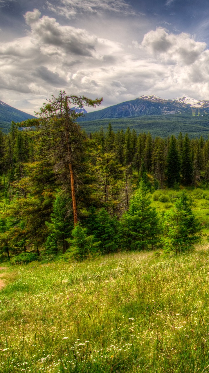 Campo de Hierba Verde y Árboles Verdes Bajo un Cielo Azul y Nubes Blancas Durante el Día. Wallpaper in 720x1280 Resolution
