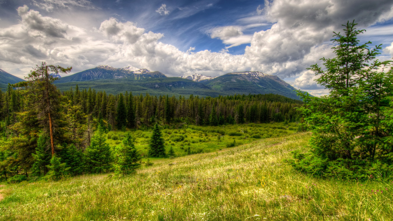 Green Grass Field and Green Trees Under Blue Sky and White Clouds During Daytime. Wallpaper in 1280x720 Resolution