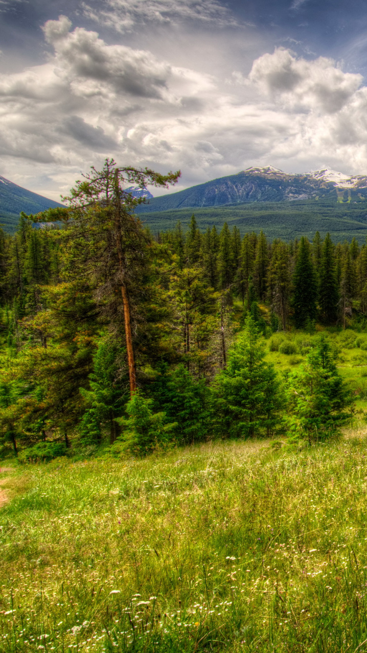 Green Grass Field and Green Trees Under Blue Sky and White Clouds During Daytime. Wallpaper in 750x1334 Resolution